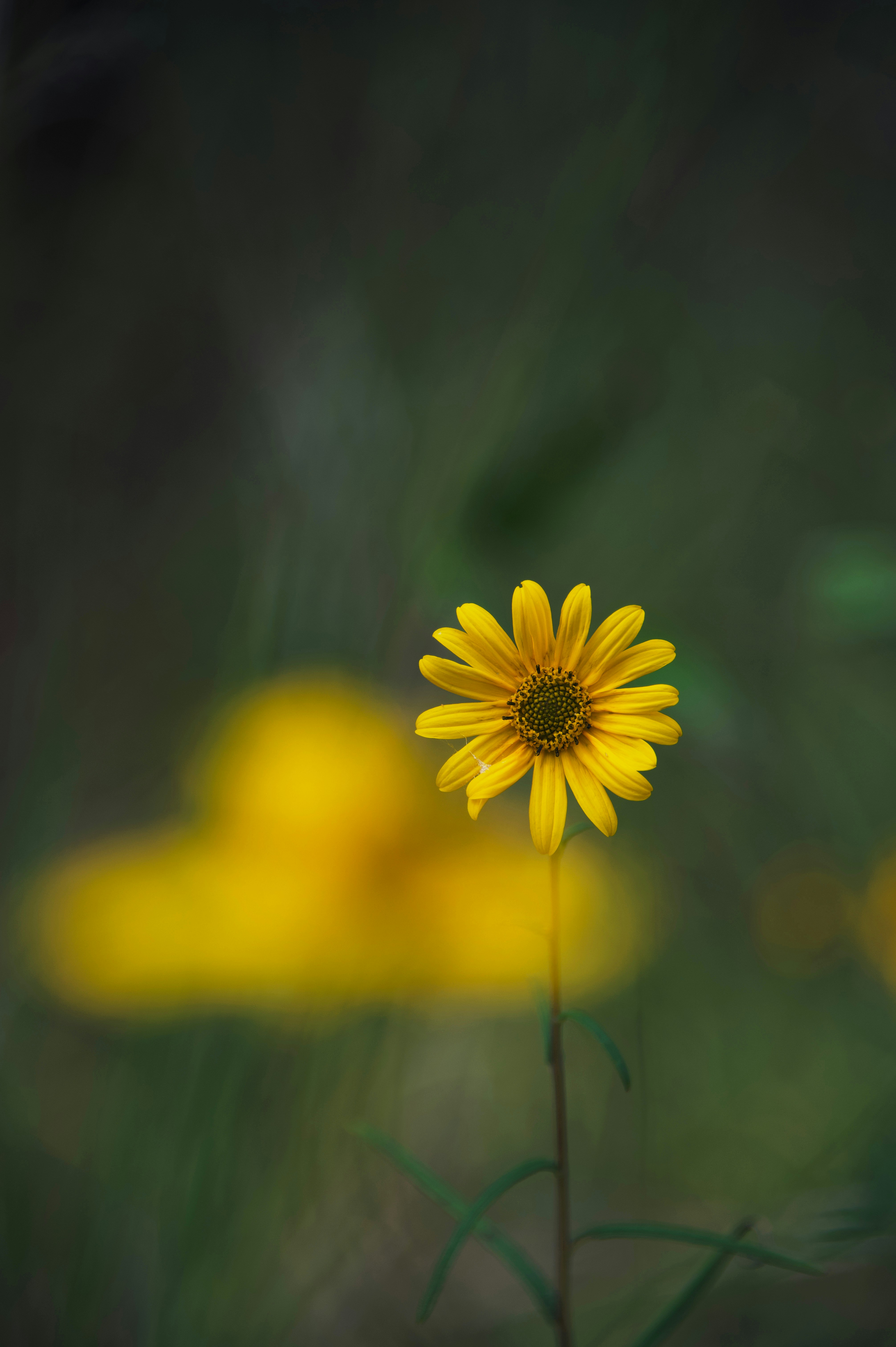 A single yellow flower blooms in a field.