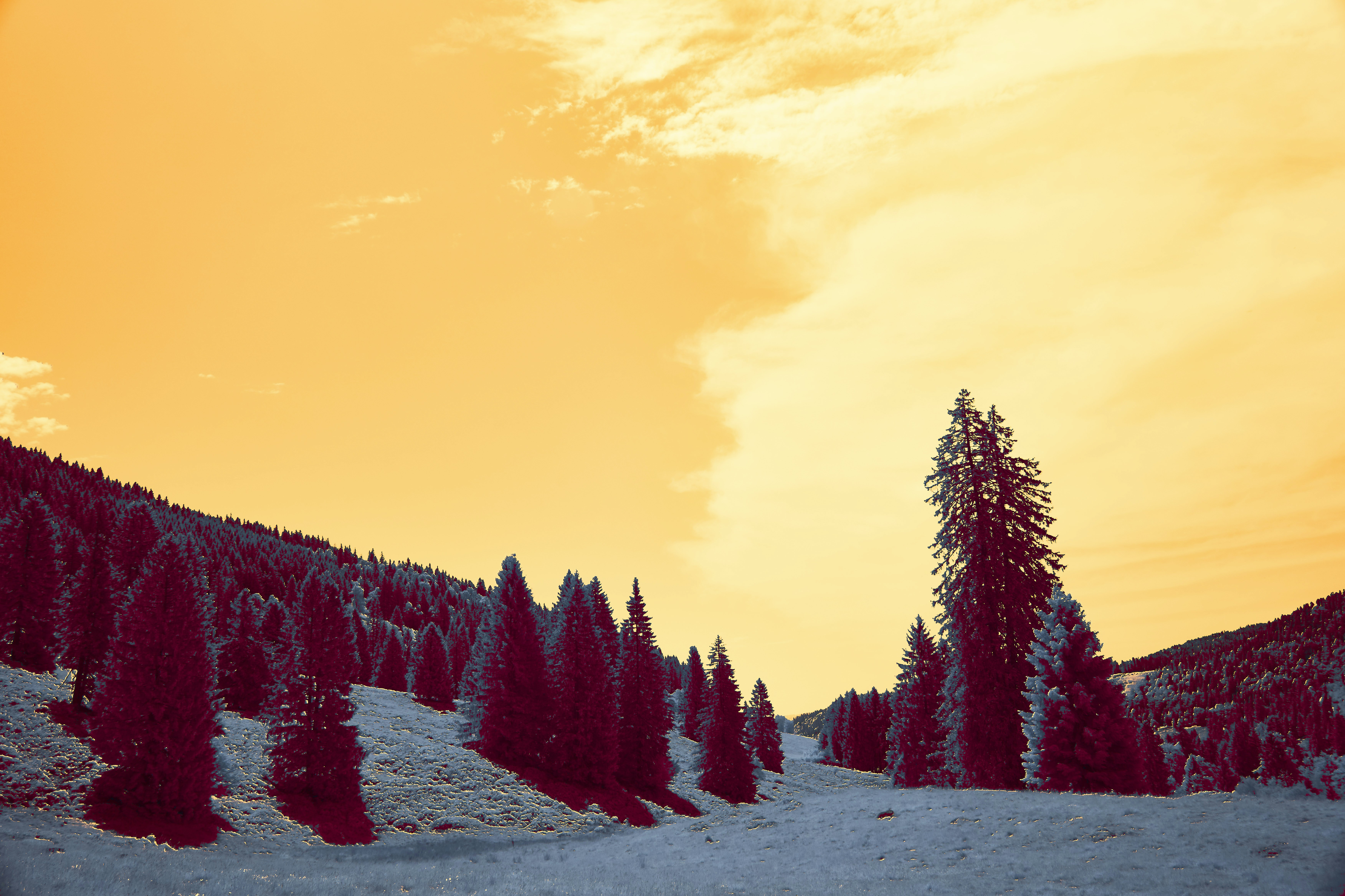 Photo by wolfgang_hasselmann