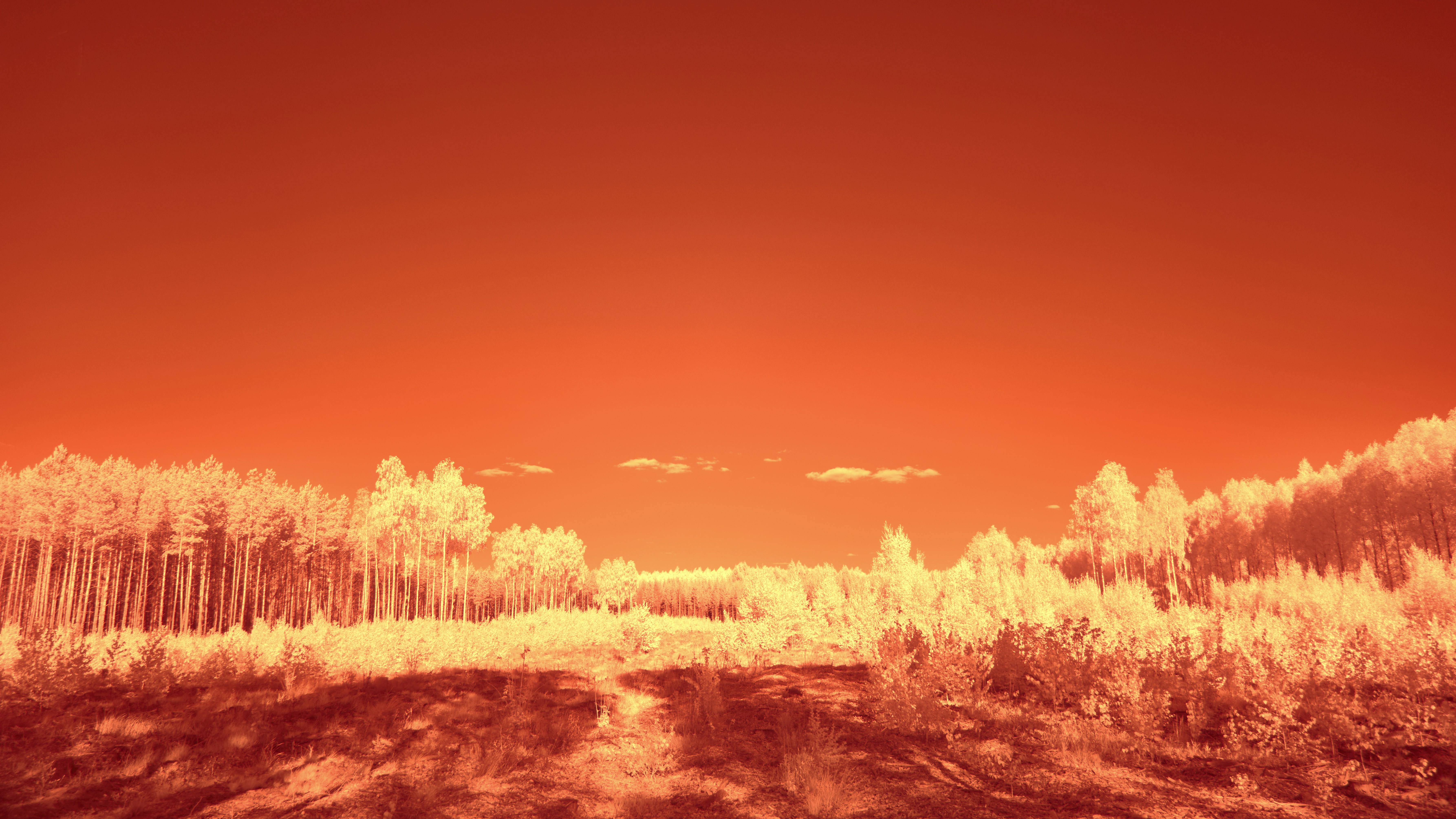 Photo by wolfgang_hasselmann