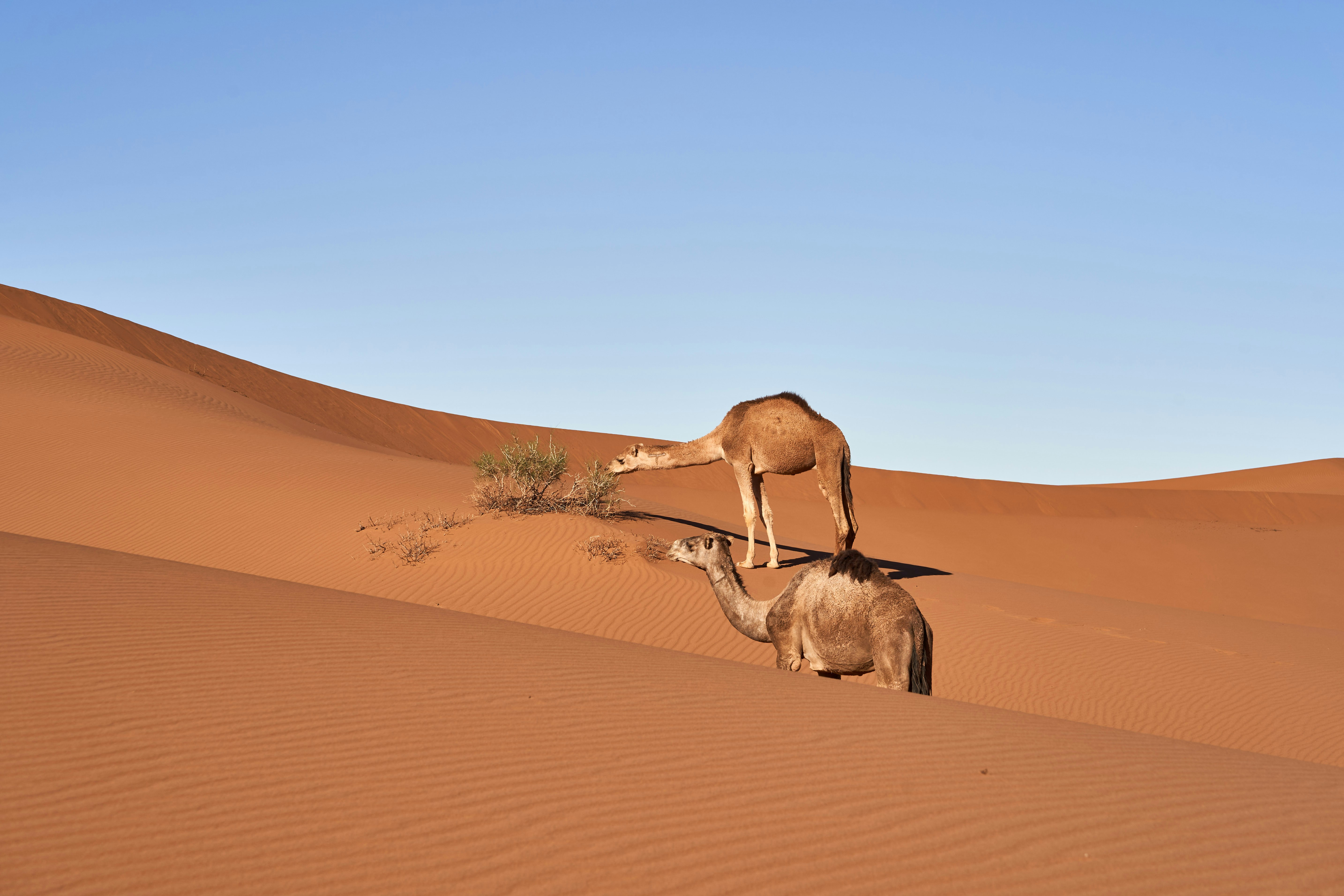 Featured image of post browser-use