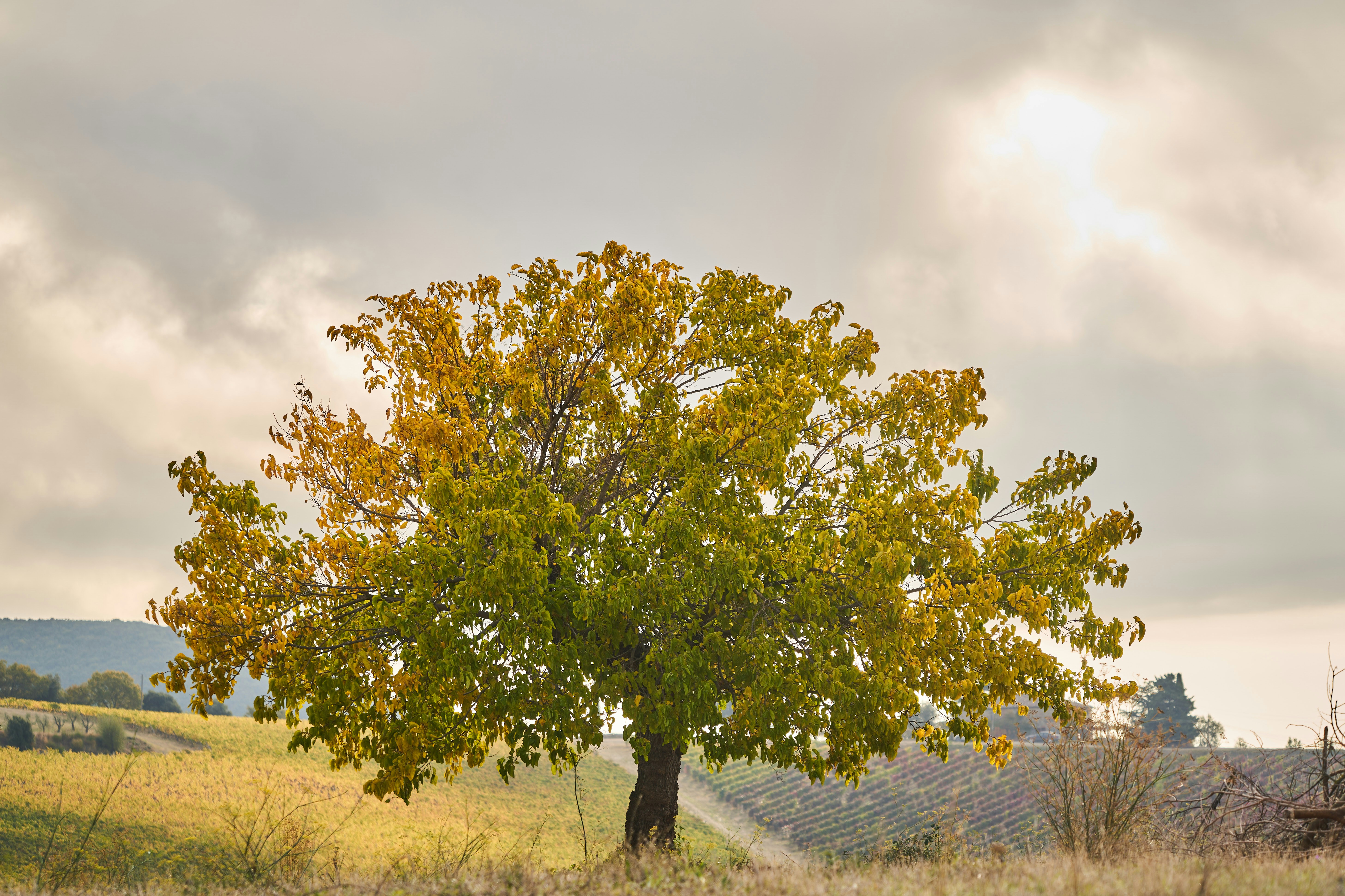 Photo by wolfgang_hasselmann