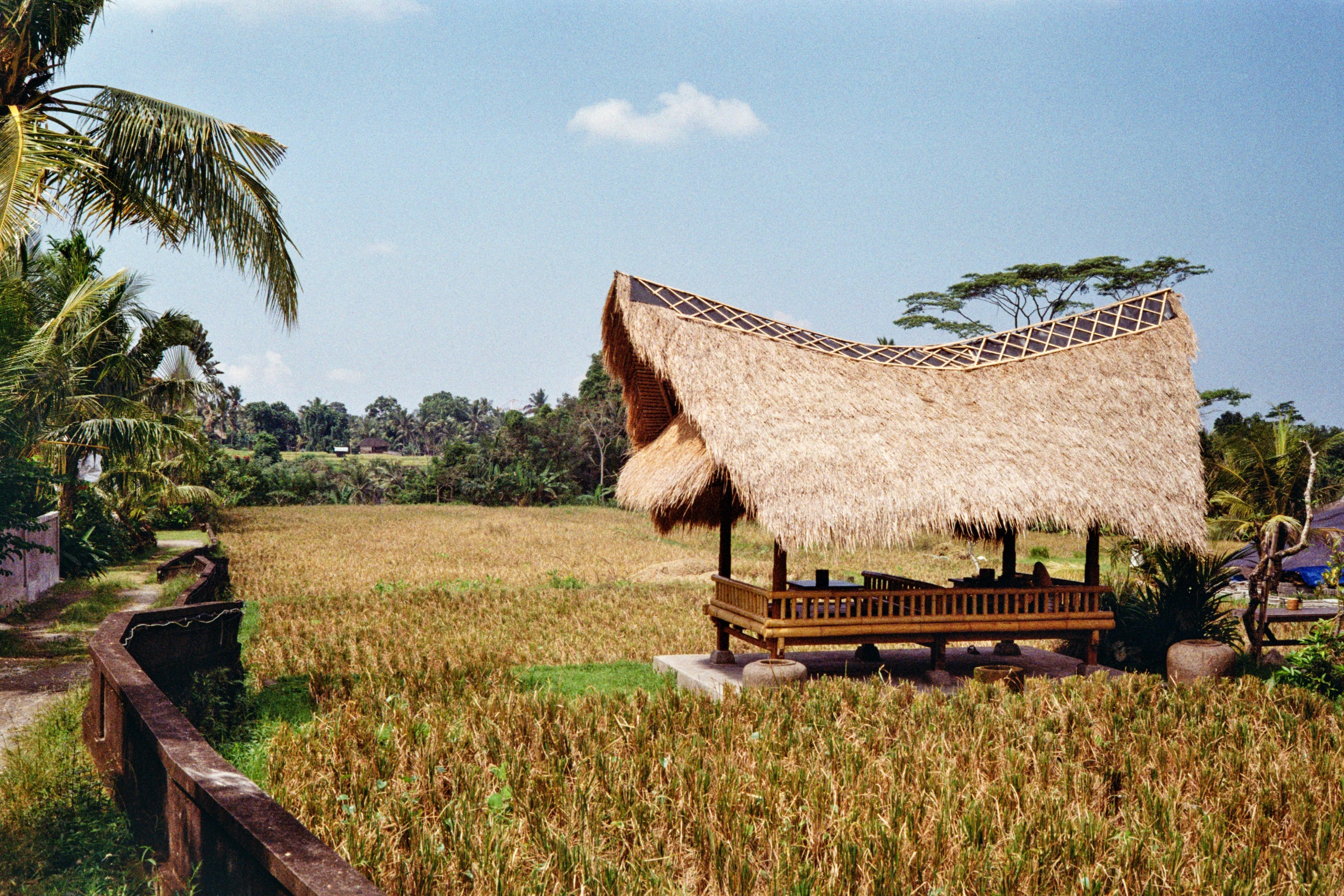Cabane au toit de chaume dans une rizière dorée sous un ciel bleu.