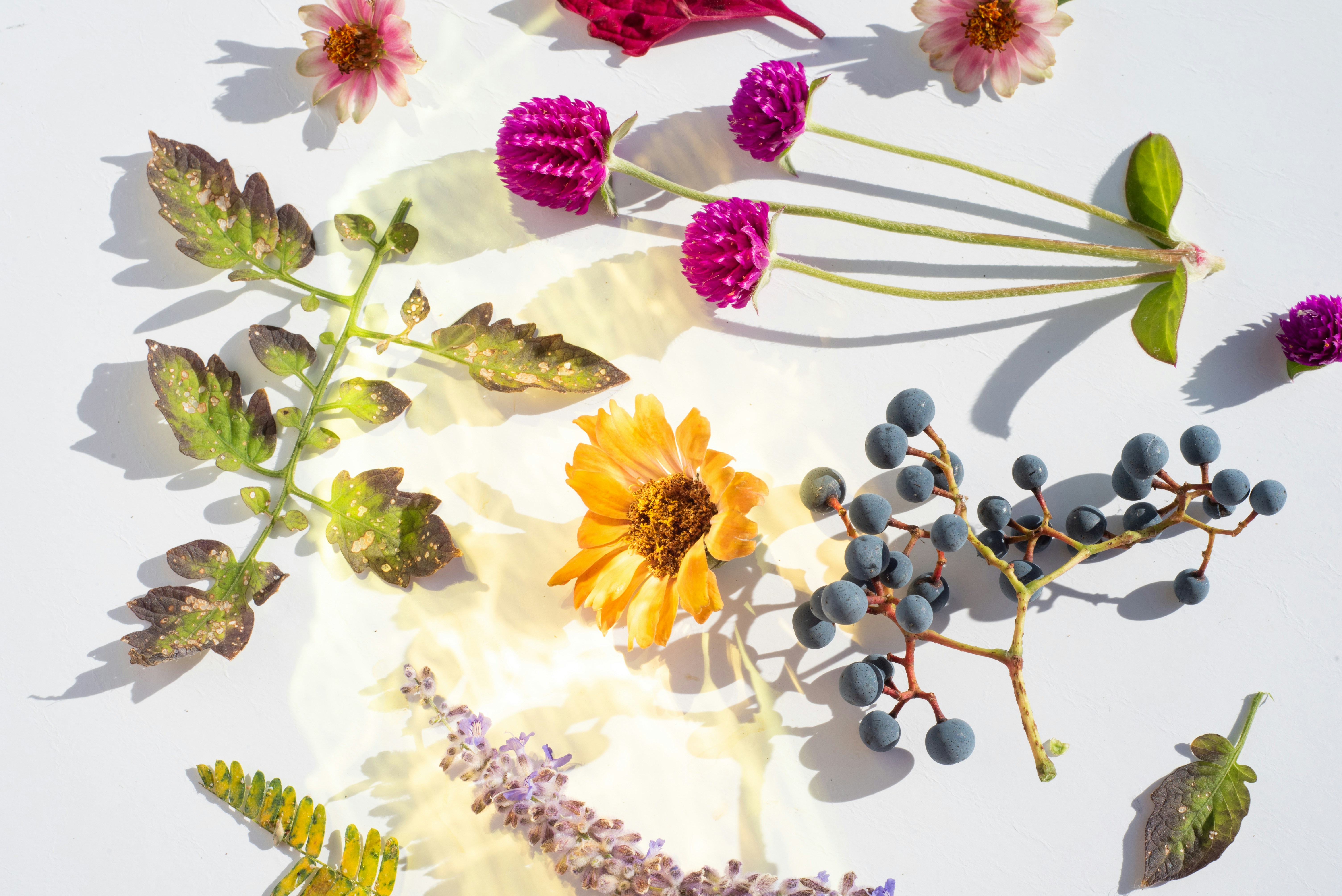 Dried flowers and berries arranged on a white surface.
