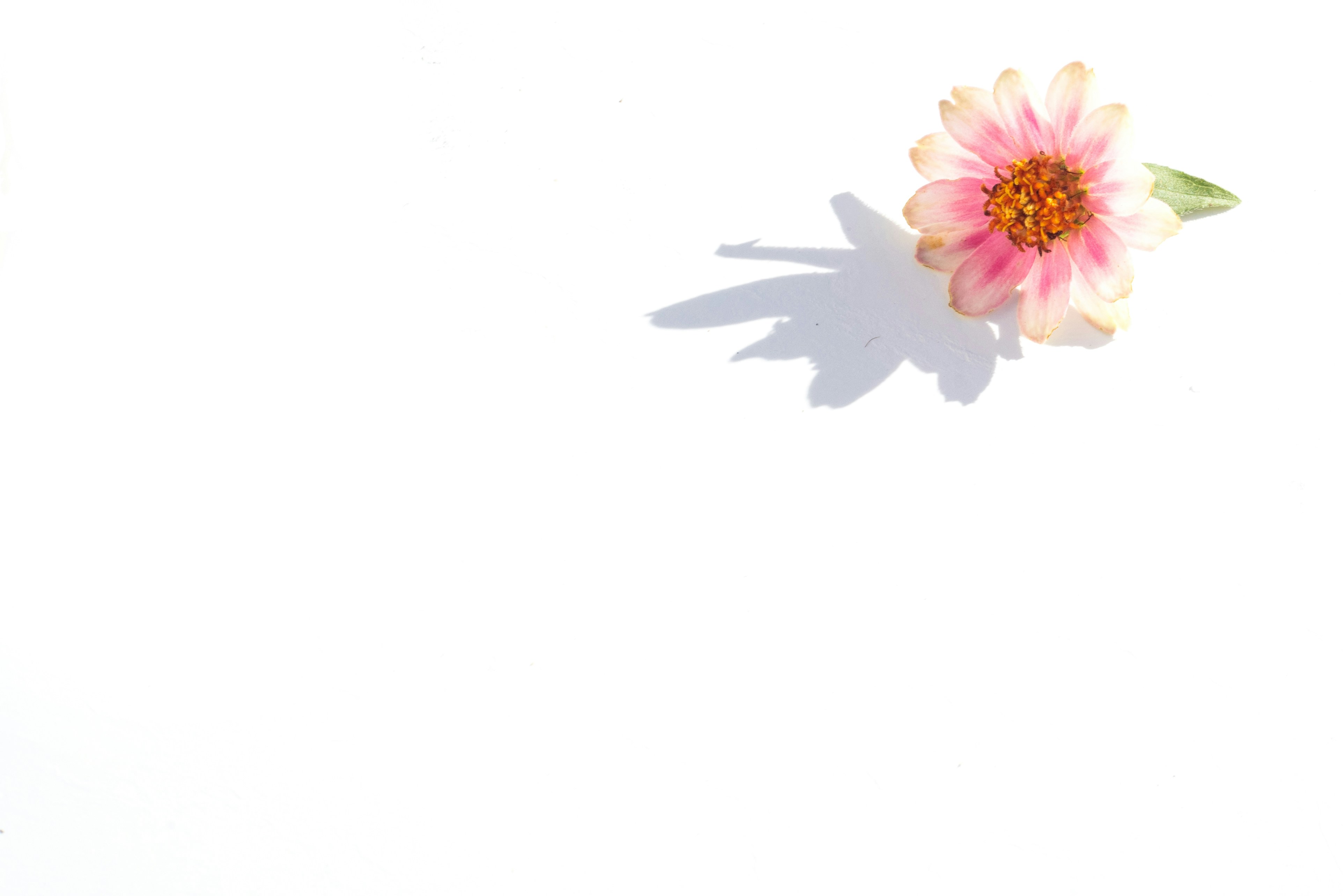 A single pink flower casting a shadow