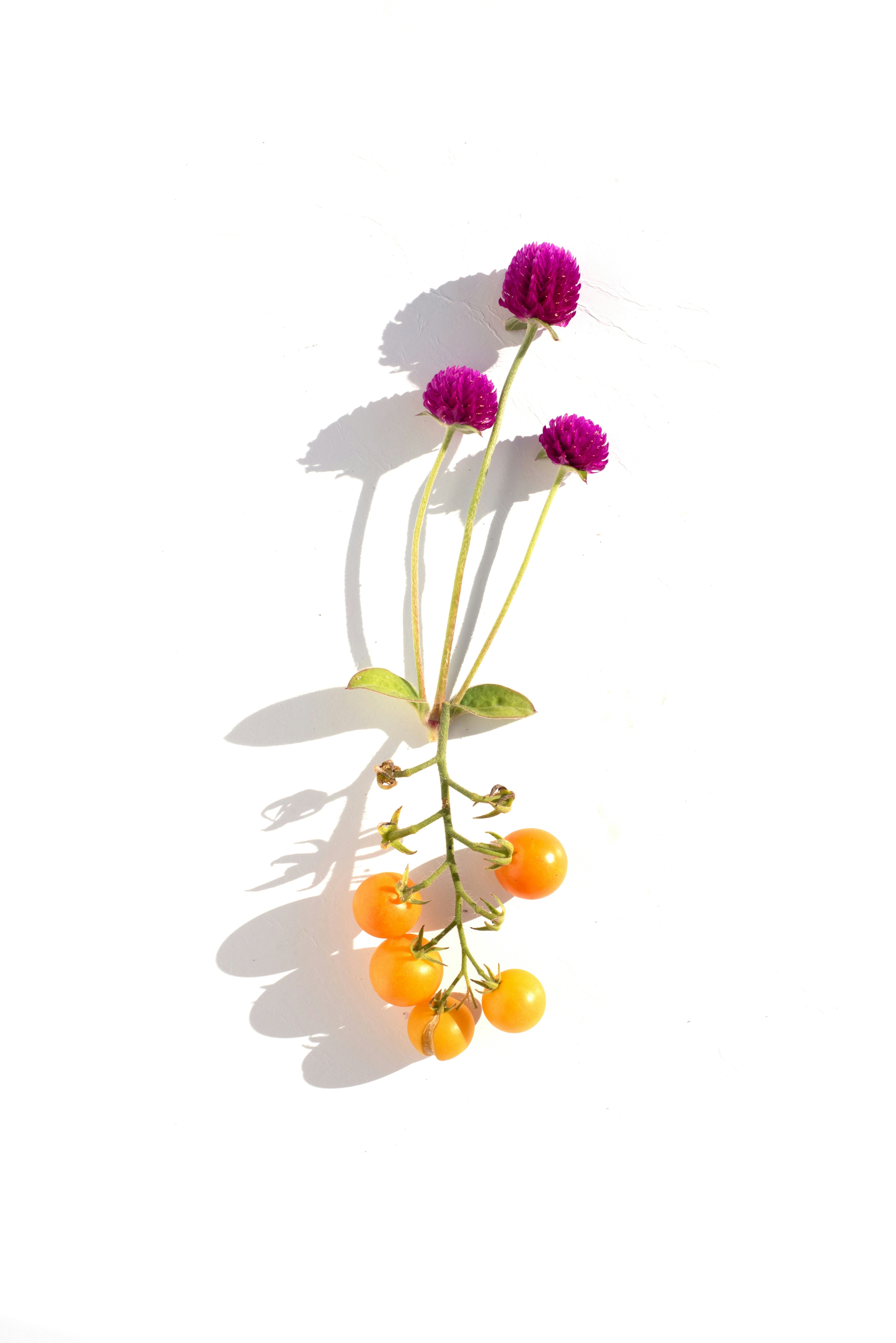 Purple globe amaranth flowers with tiny orange tomatoes.