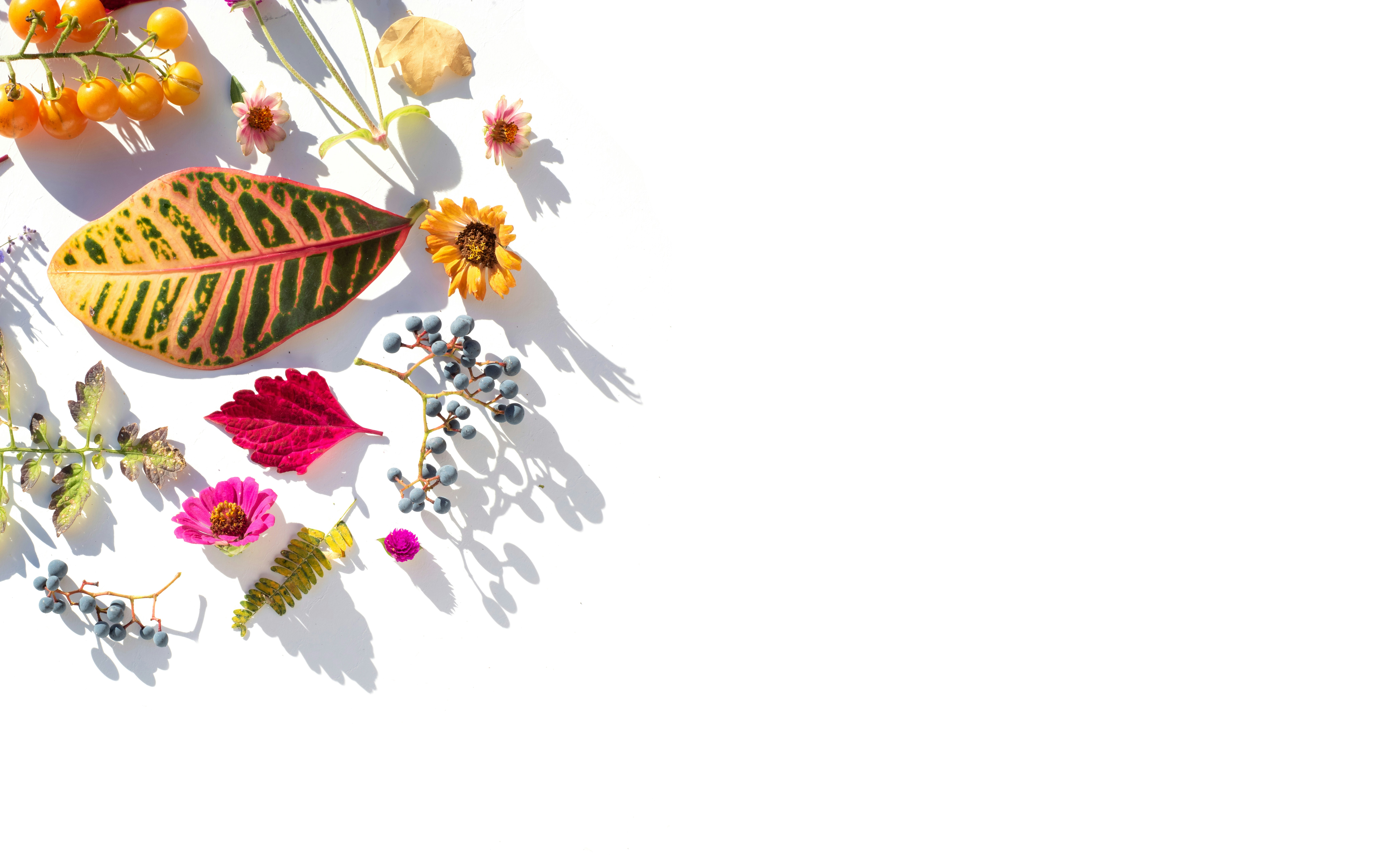 Assortment of colorful leaves and flowers on white background.