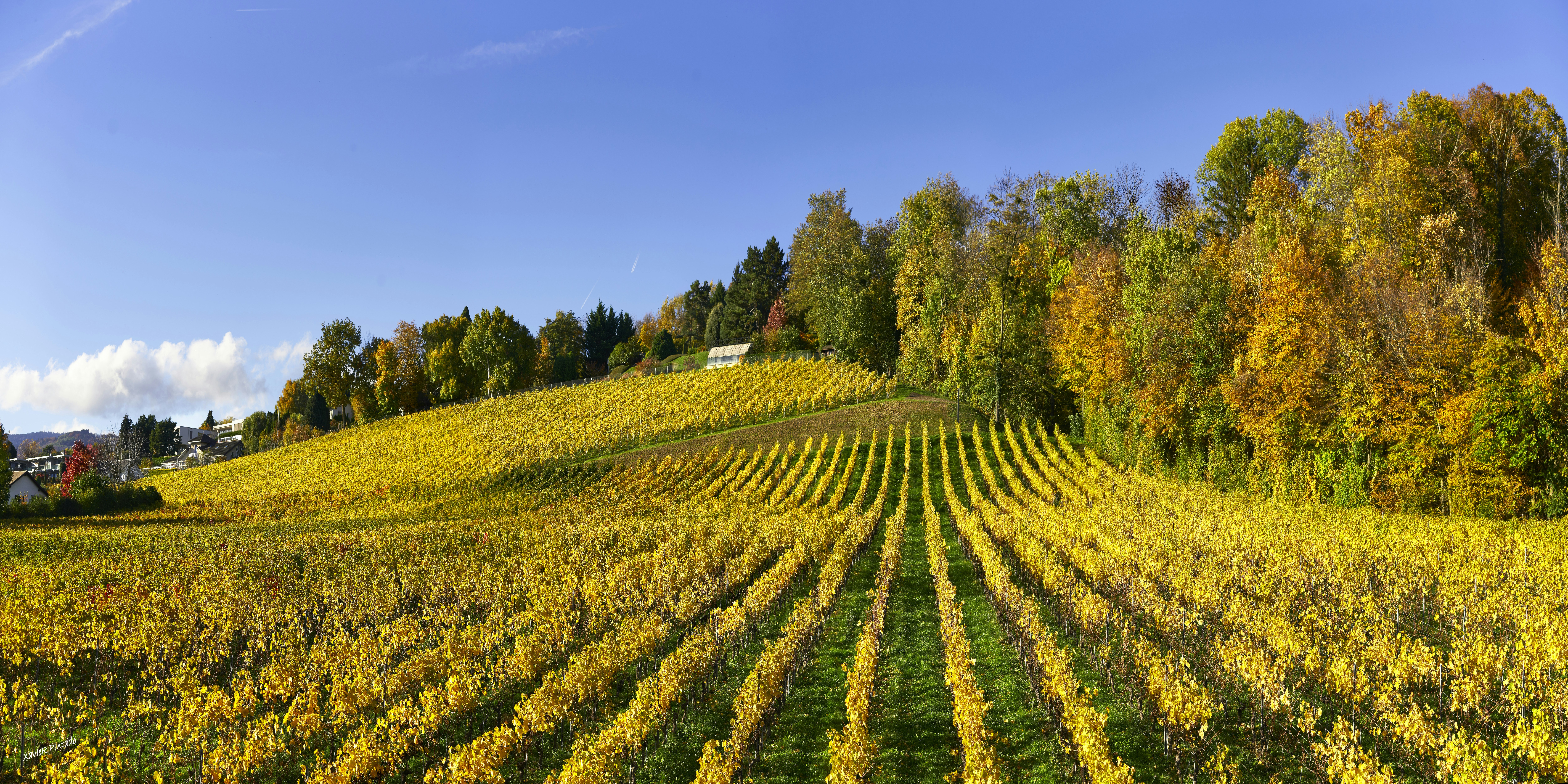 Rows of yellow vineyard under a clear blue sky