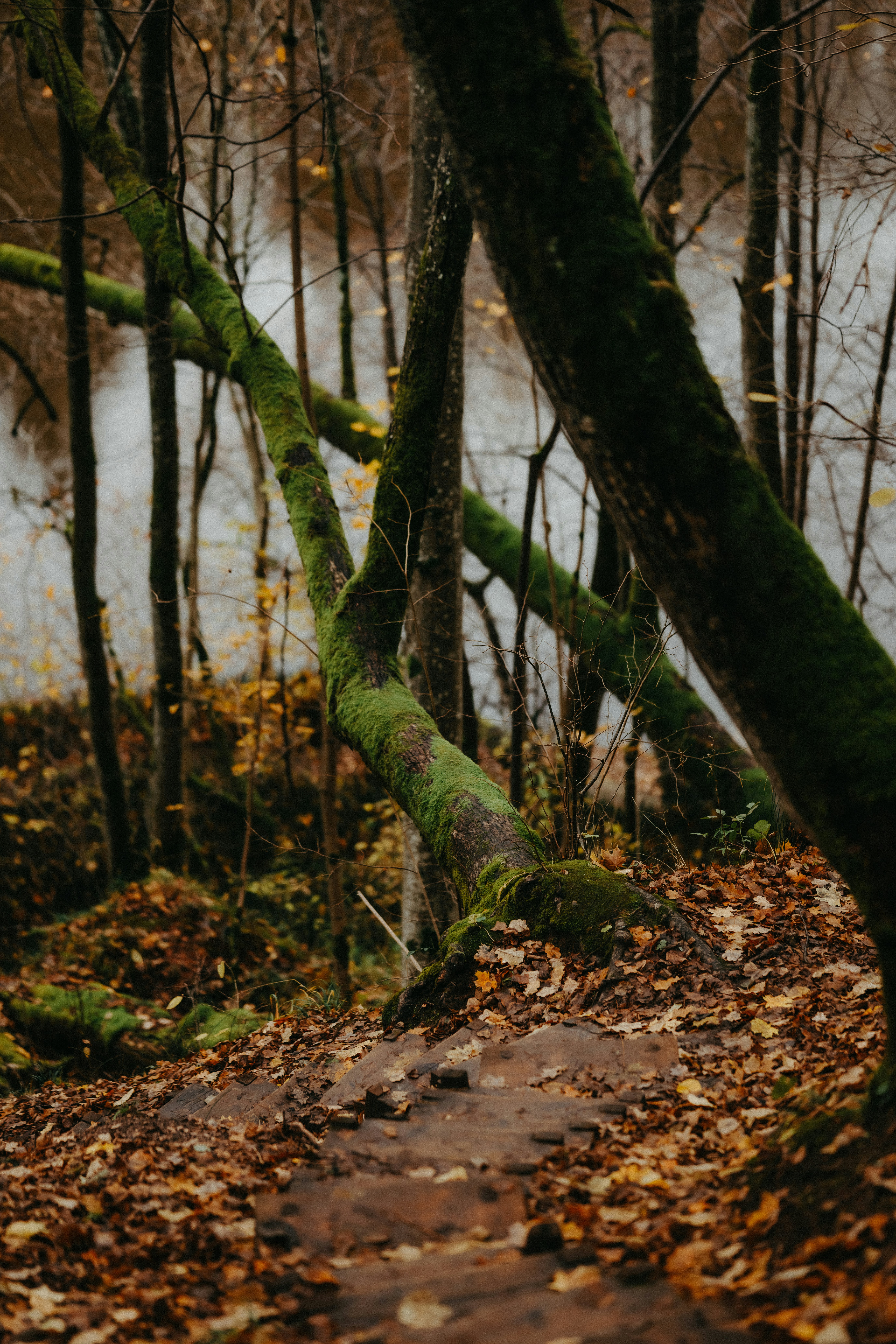 Photo by kristapsungurs