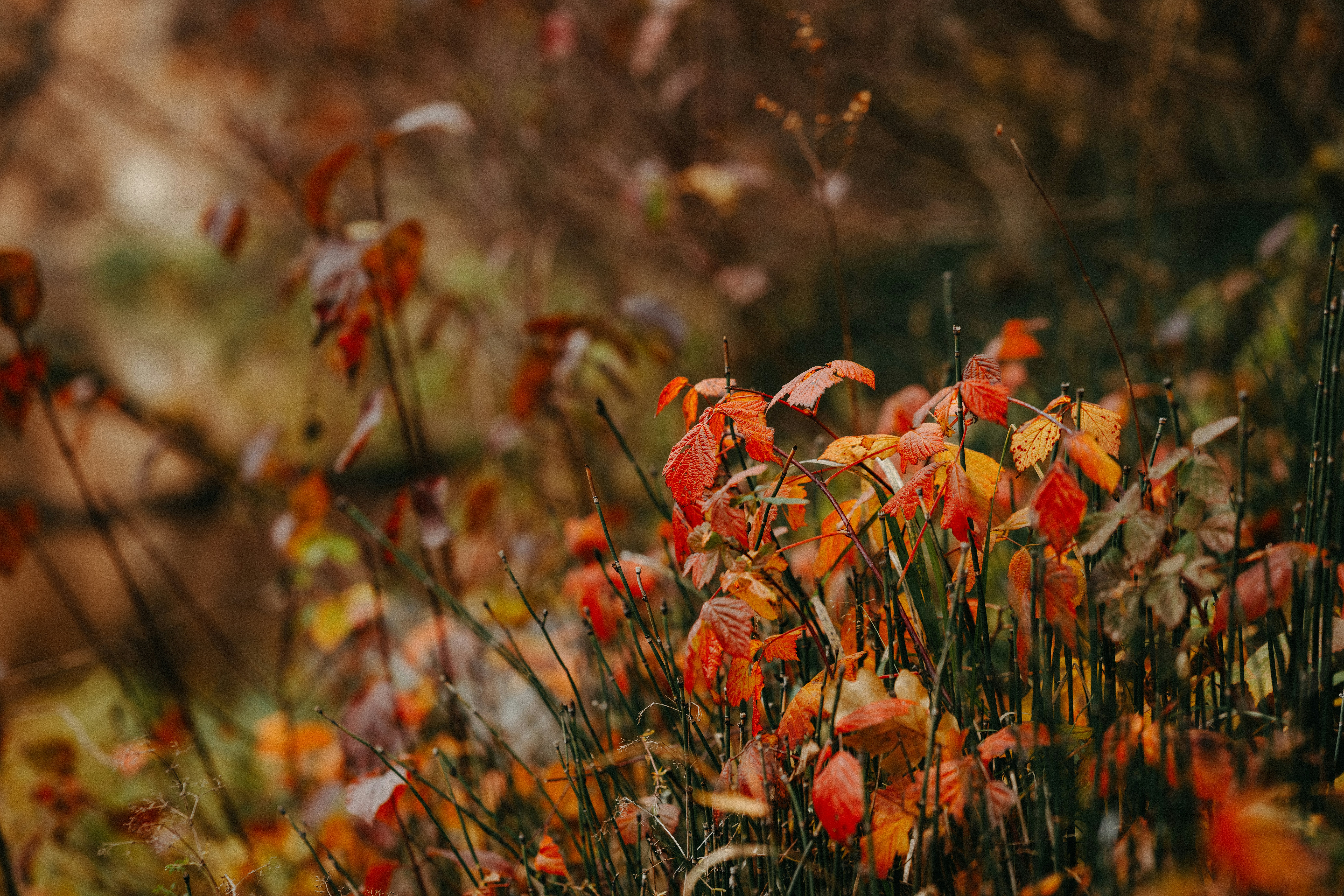 Photo by kristapsungurs