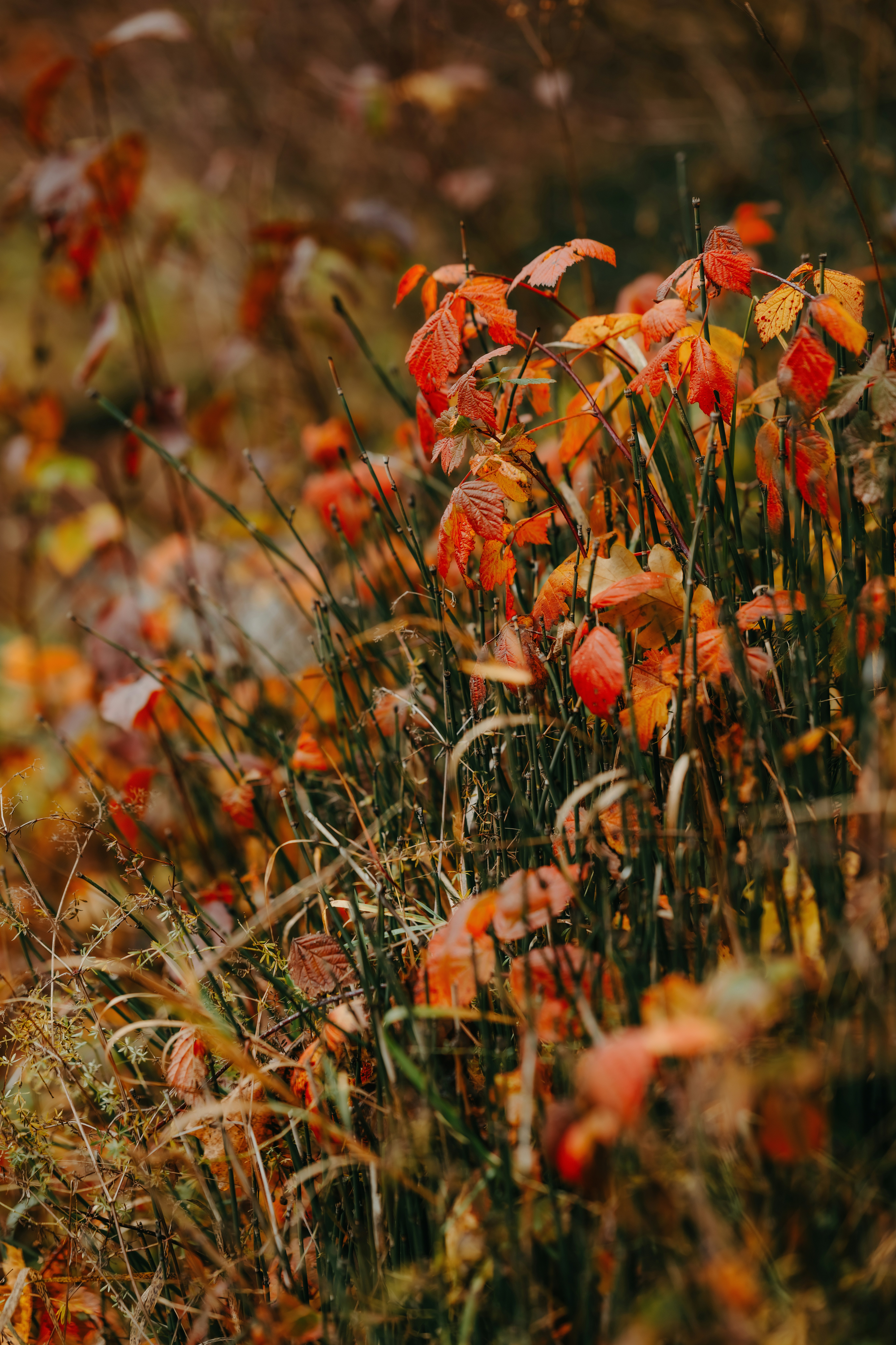 Photo by kristapsungurs