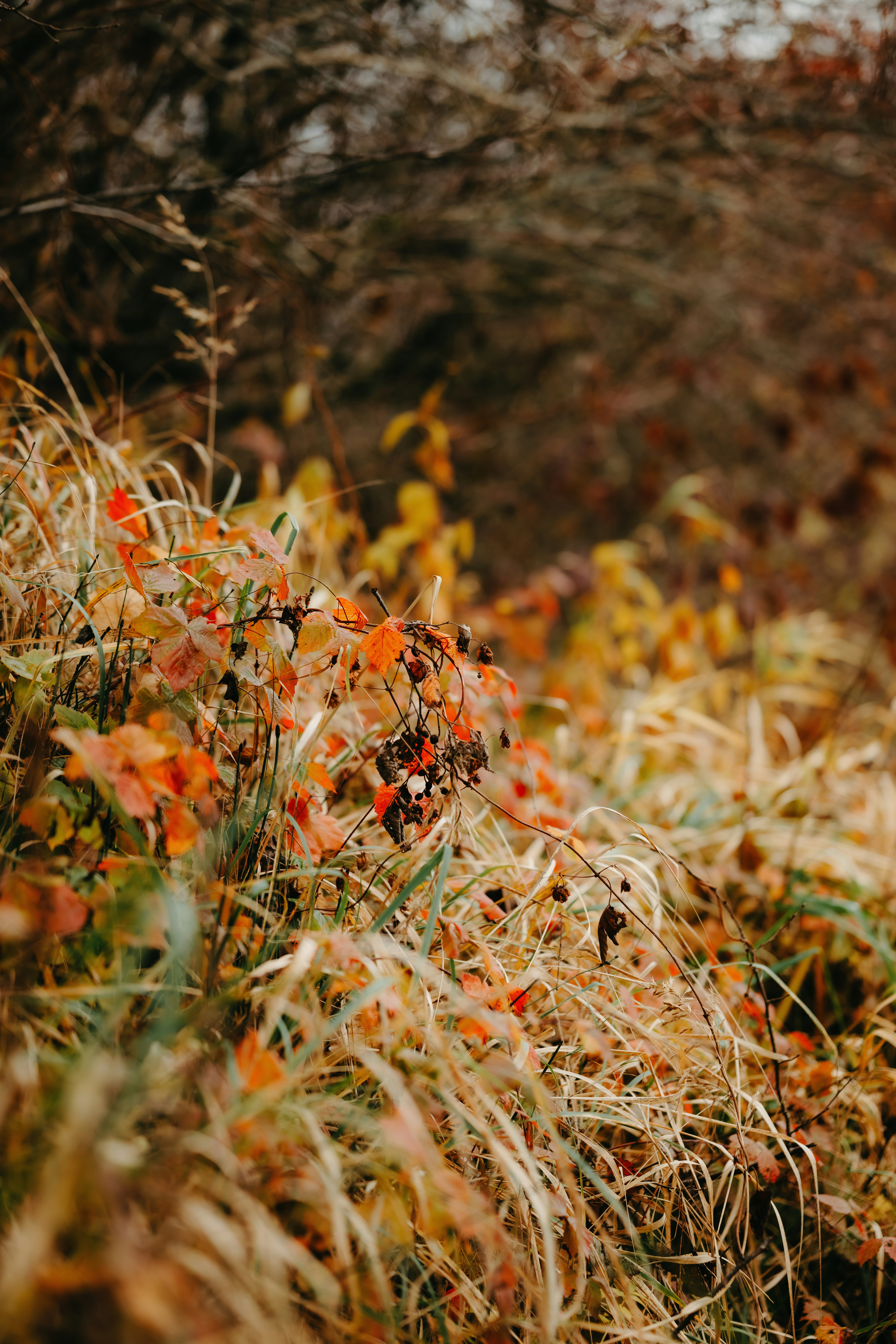 Photo by kristapsungurs