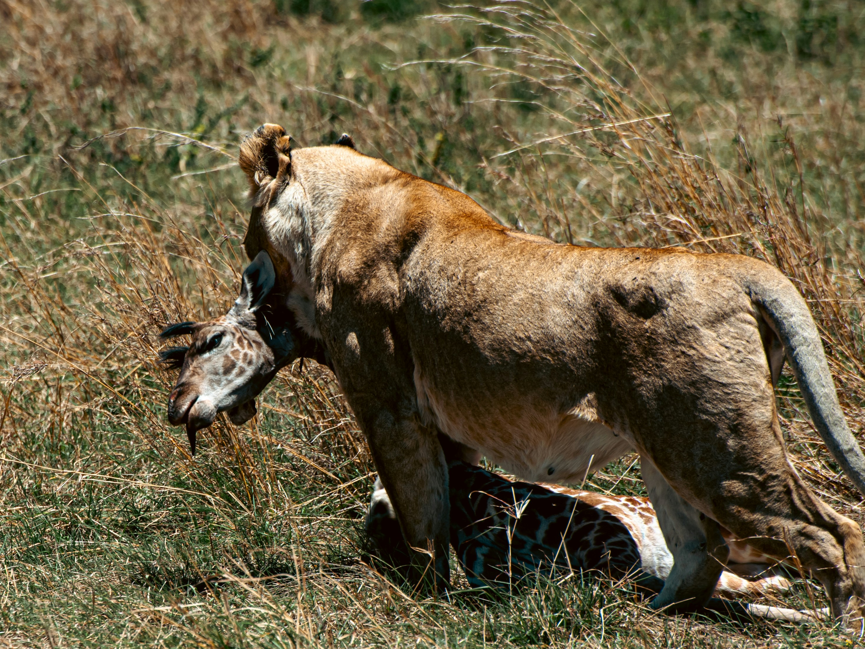 Lion carrying a dead giraffe in dry grass