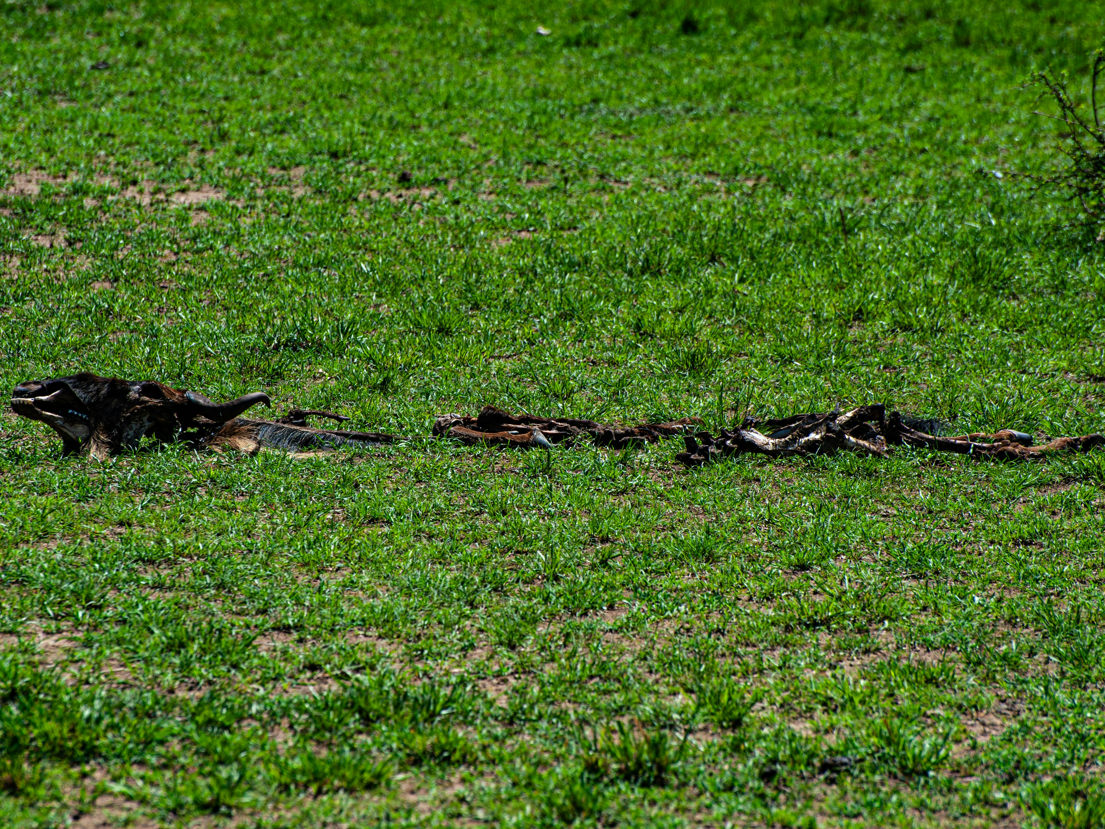 A dead animal carcass lying on green grass.