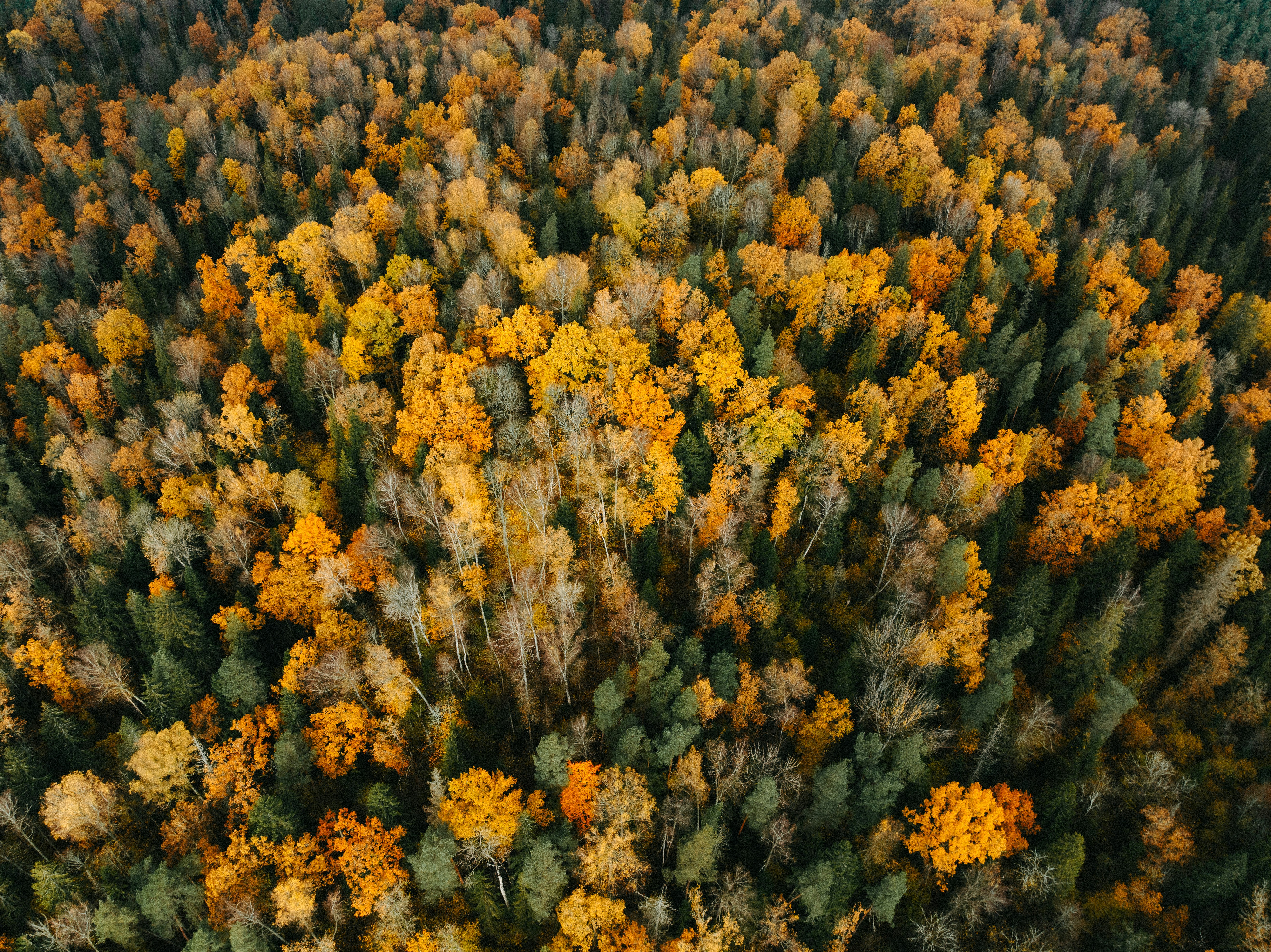 Photo by kristapsungurs