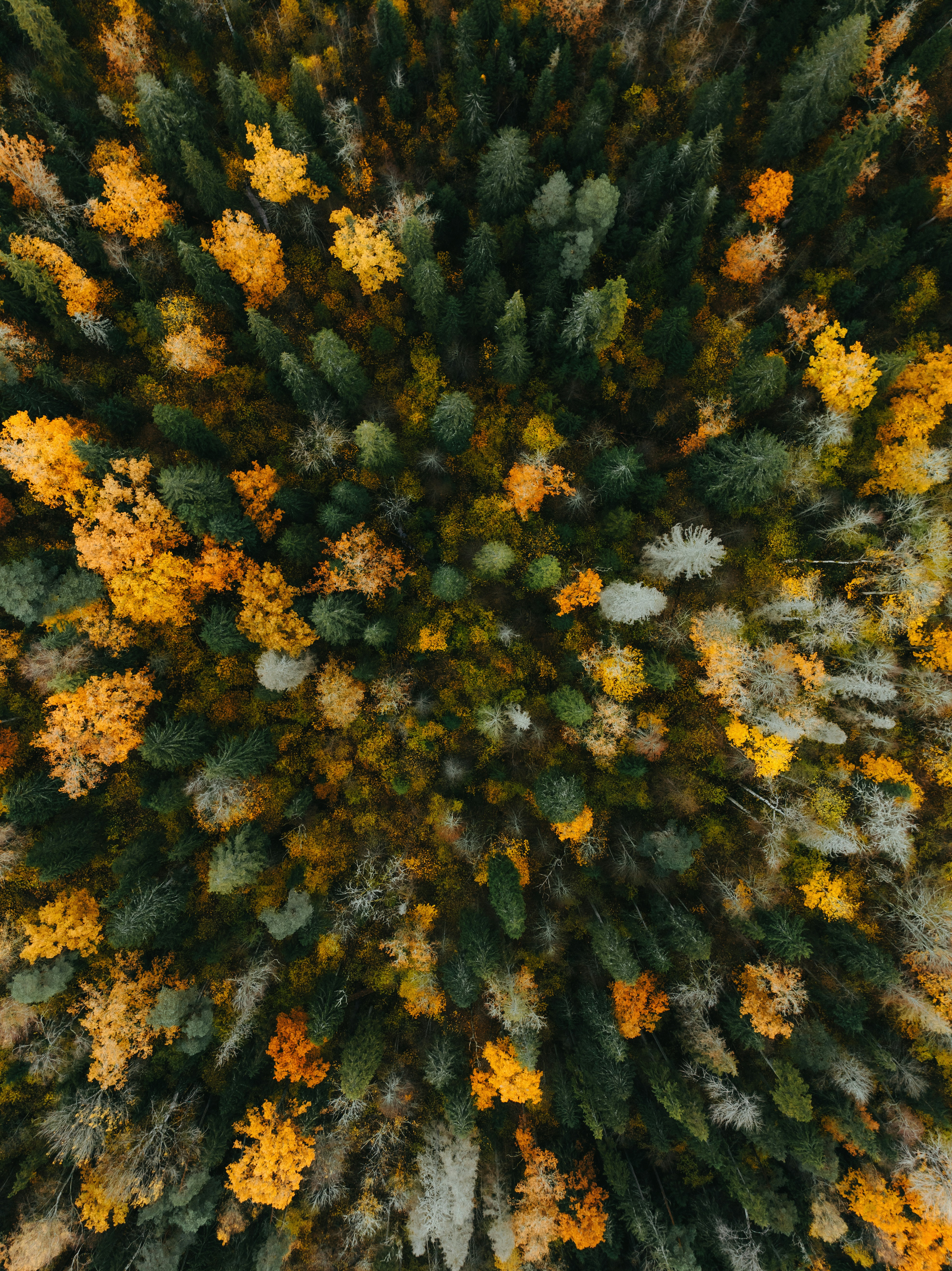 Photo by kristapsungurs