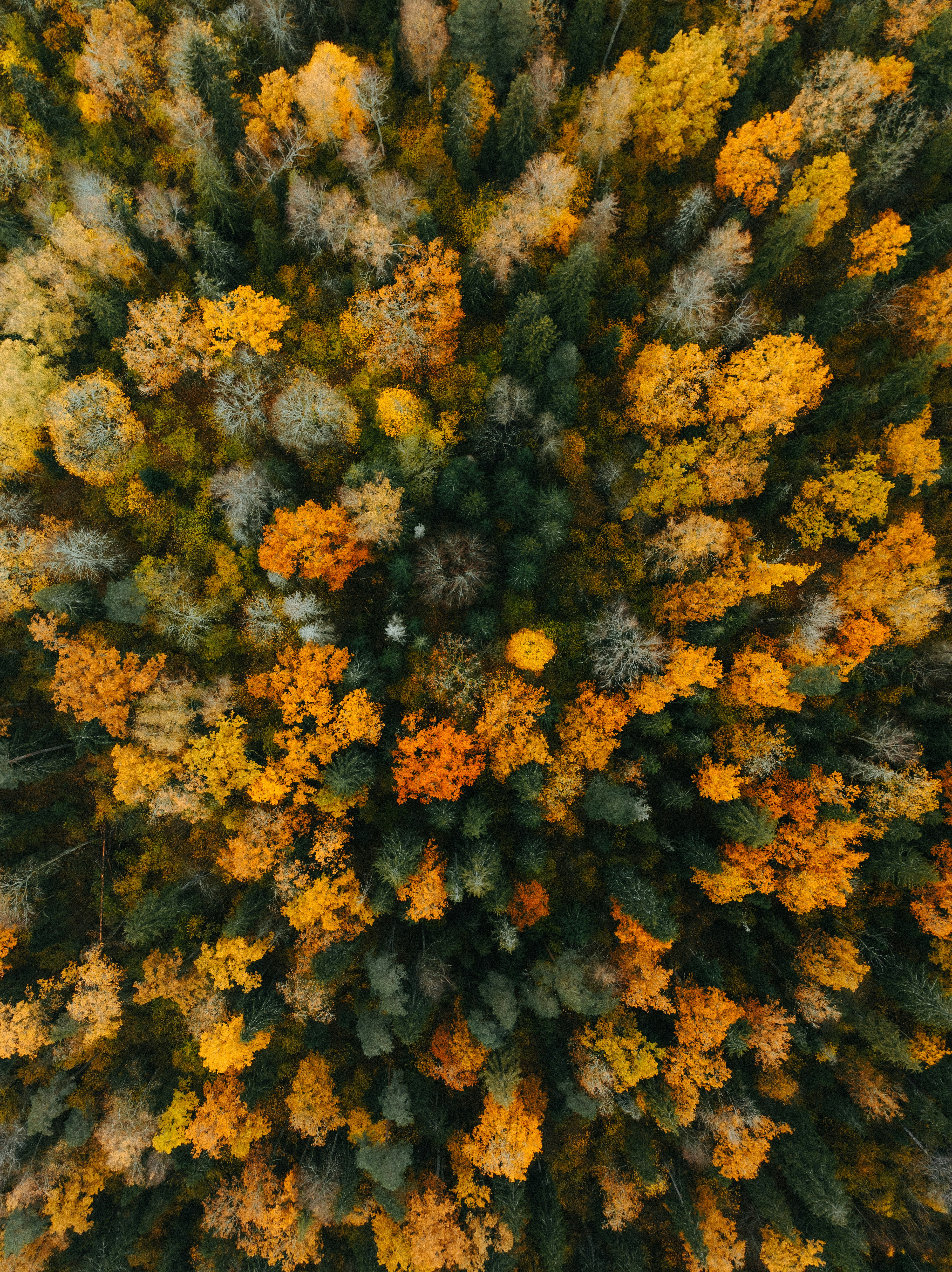 Photo by kristapsungurs