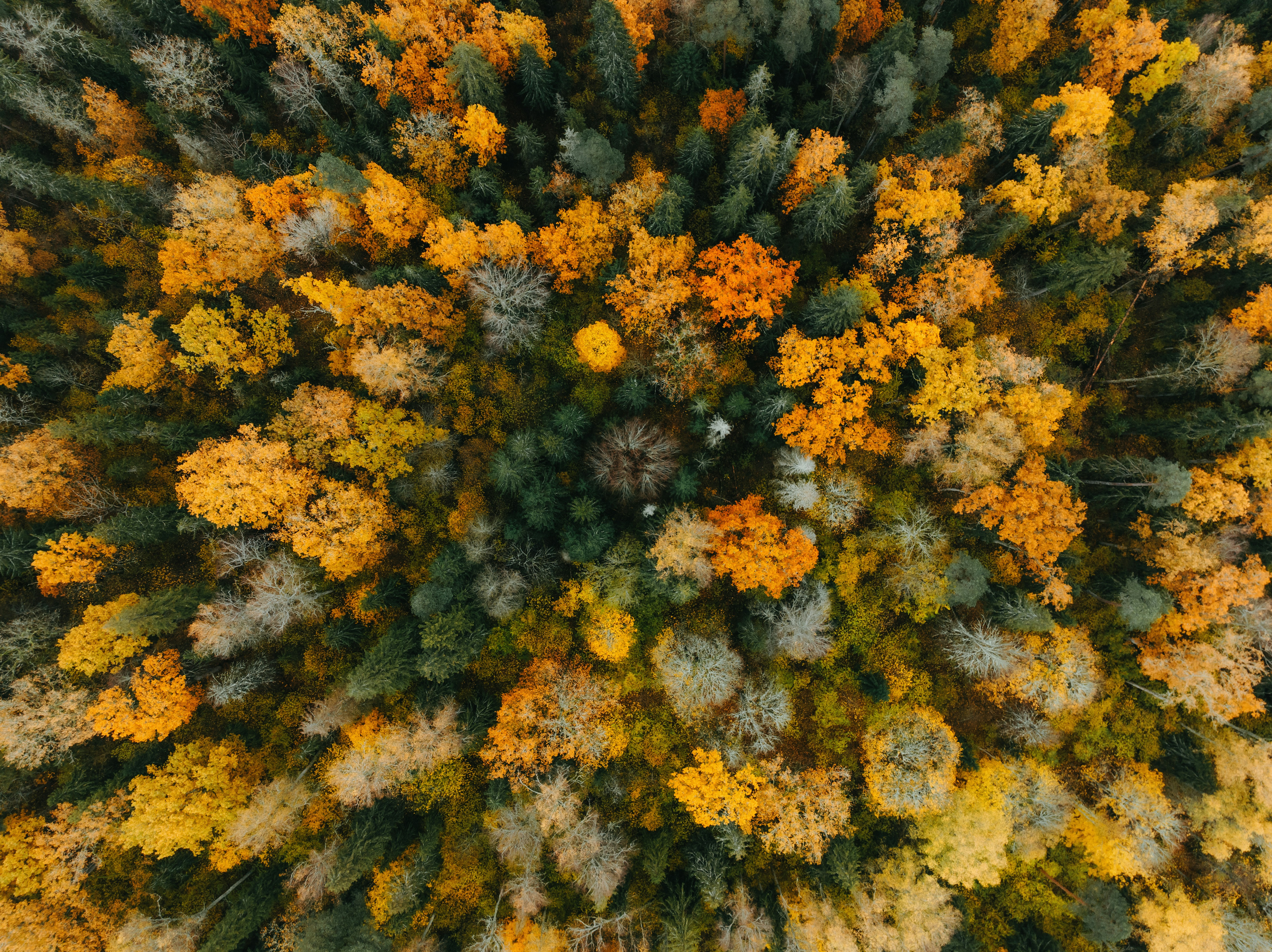 Photo by kristapsungurs