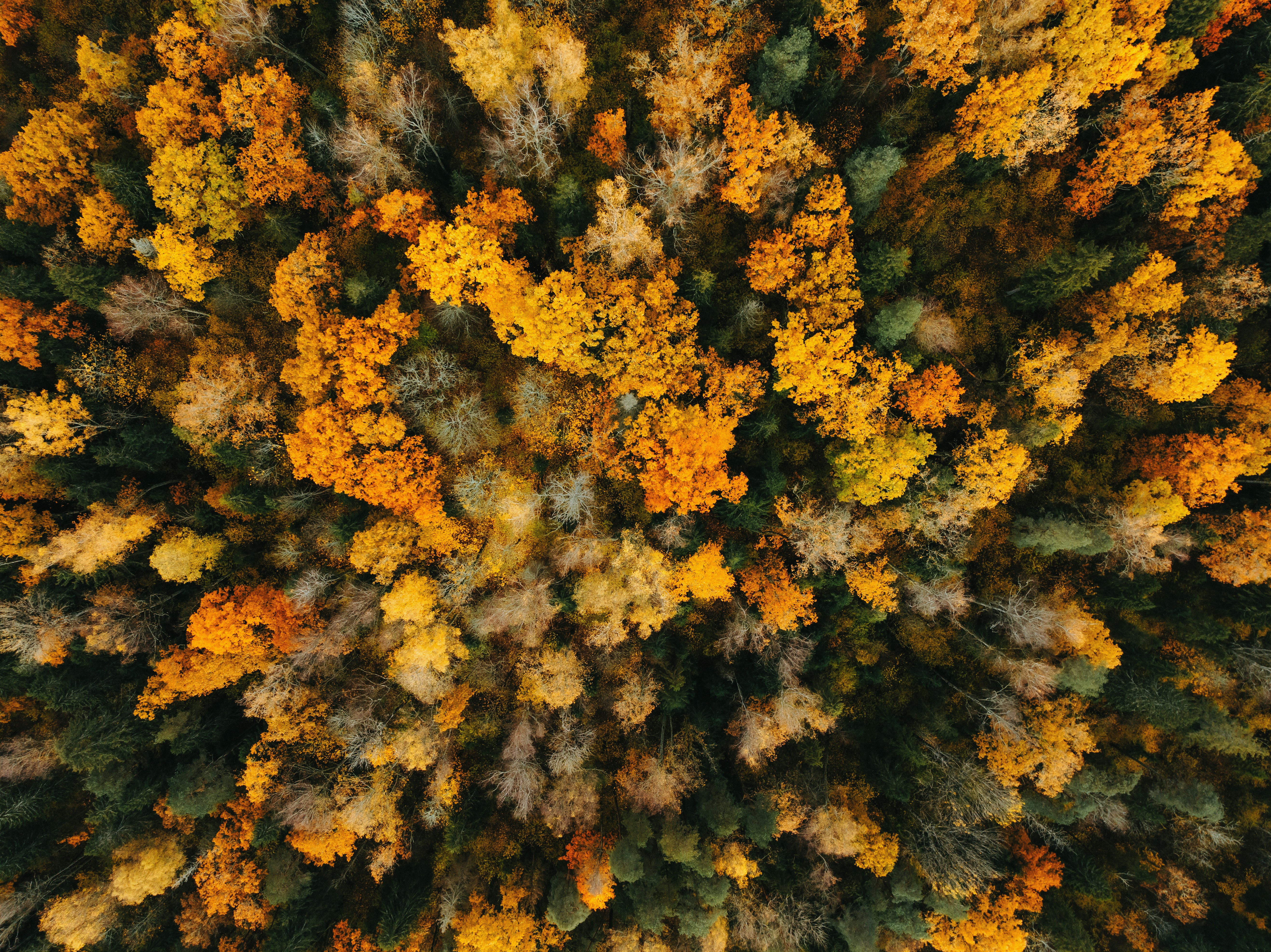 Photo by kristapsungurs