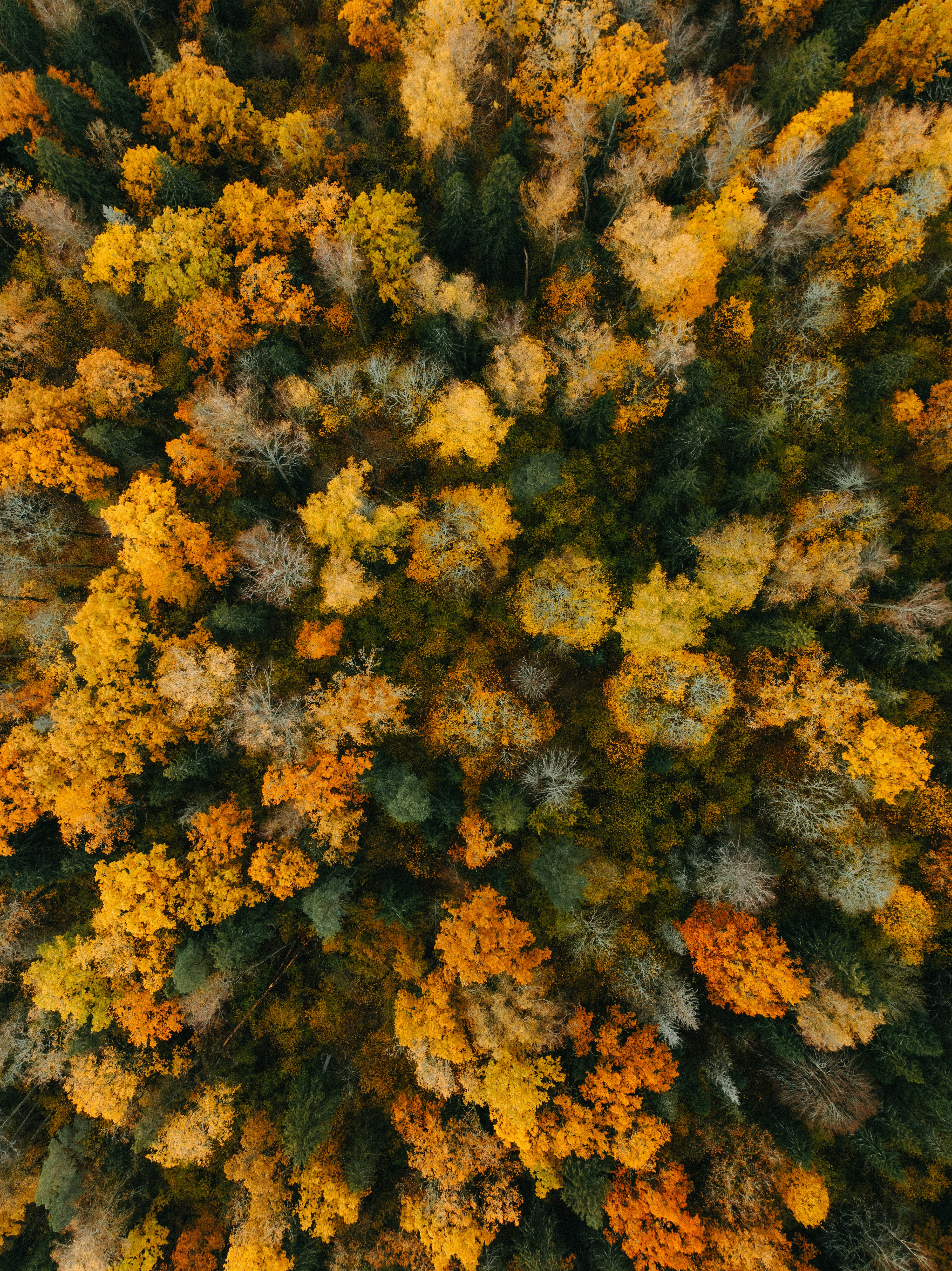 Photo by kristapsungurs