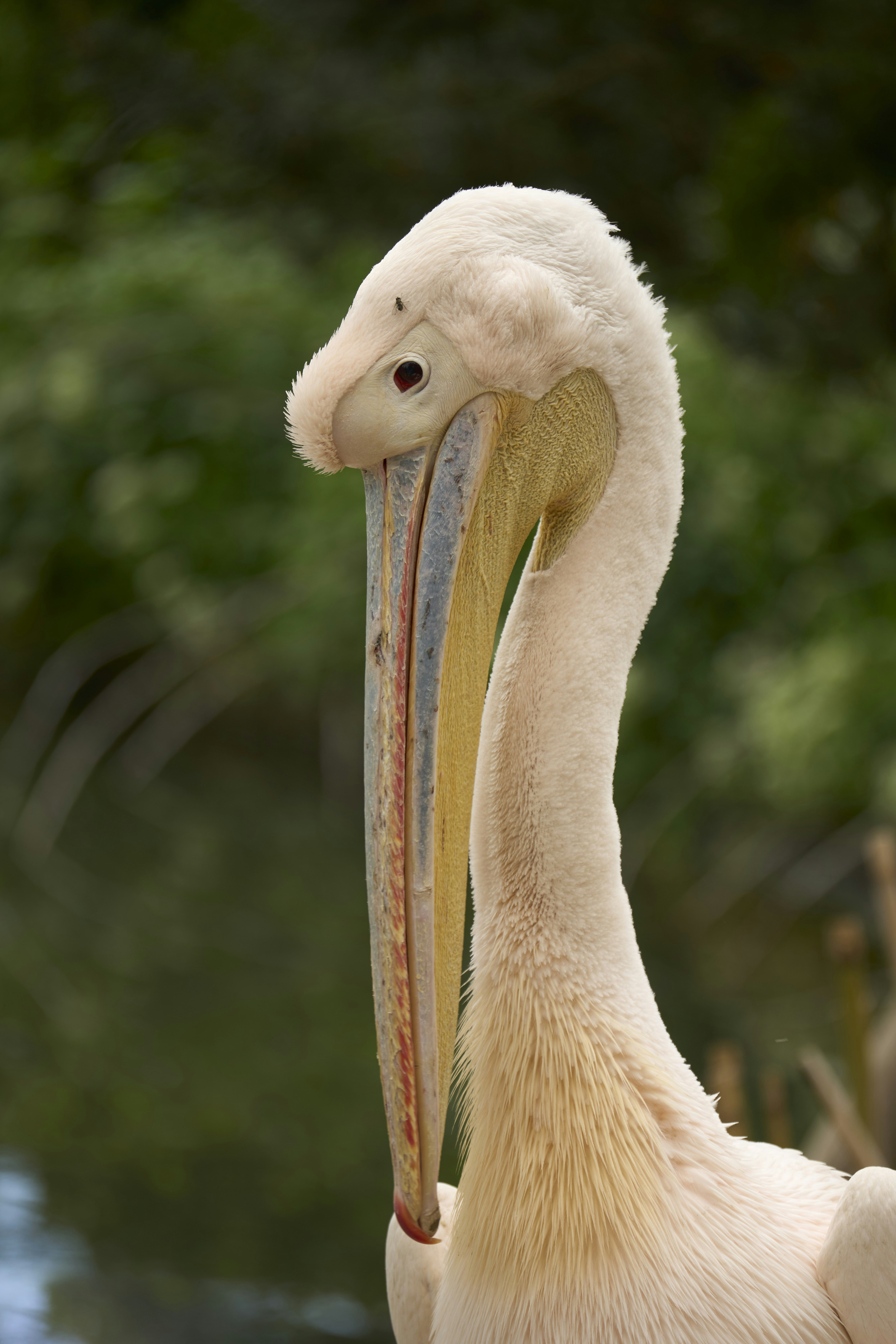 Photo by wolfgang_hasselmann