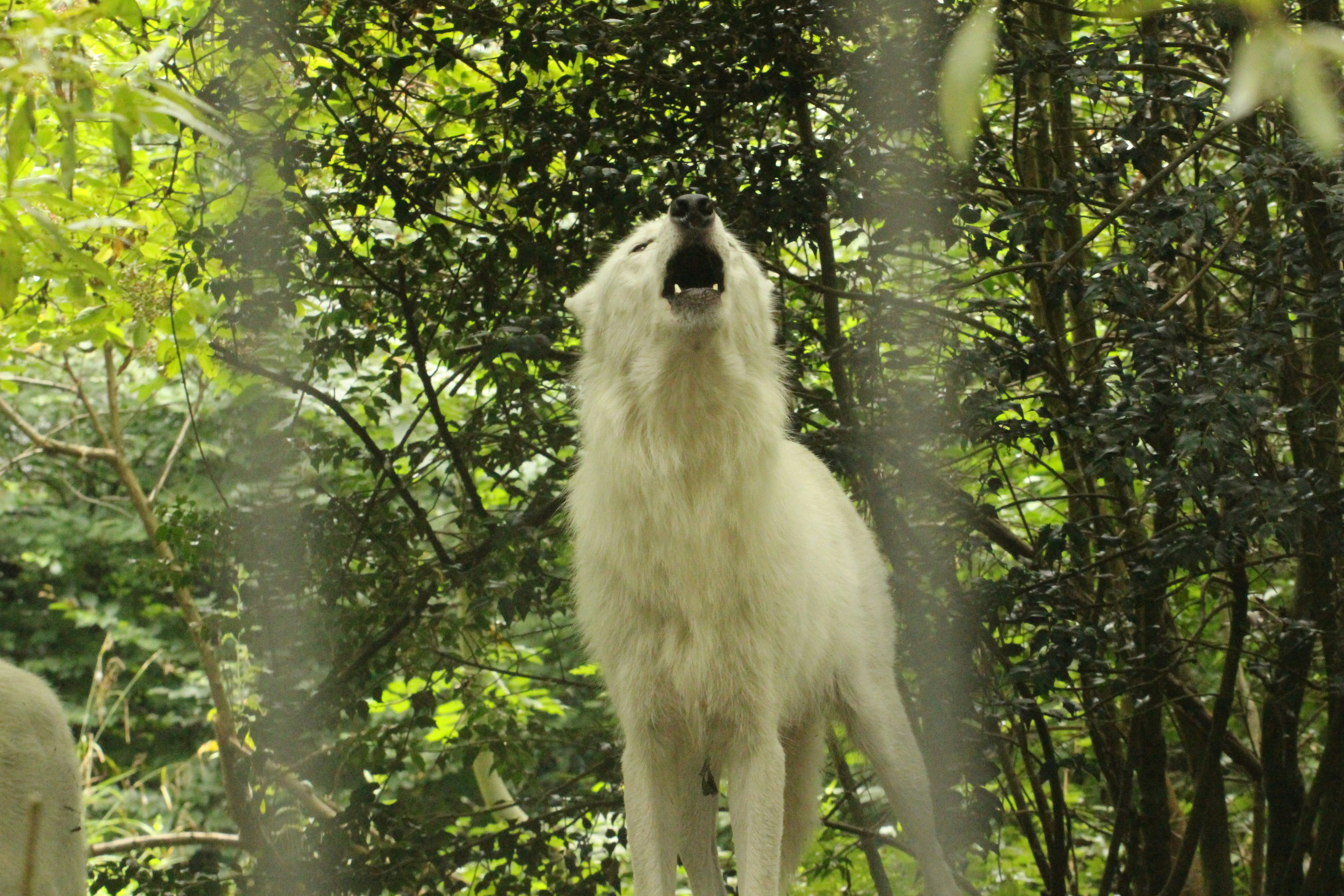 Huntresses Of The Moon