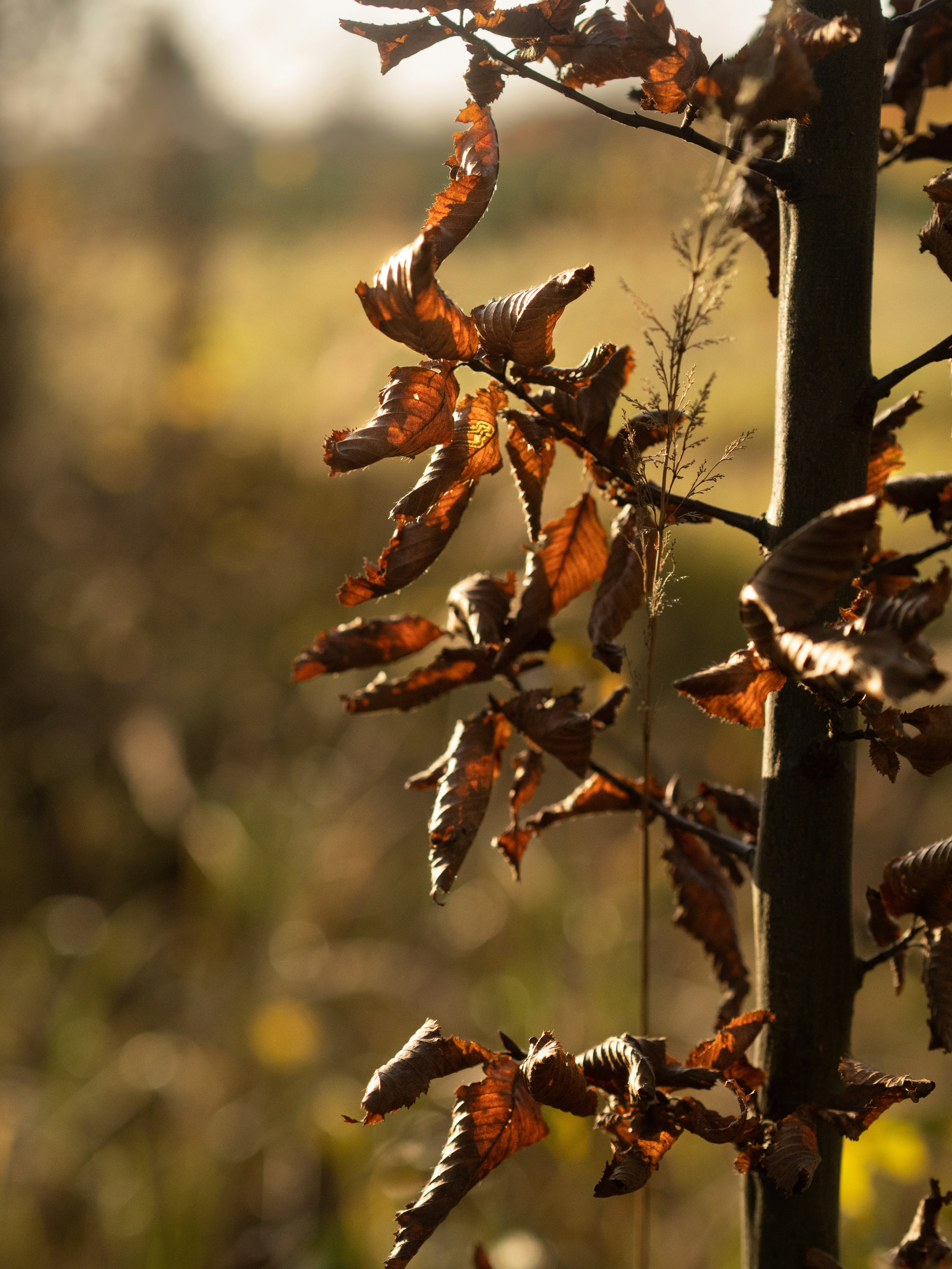 Photo by jstrozewski