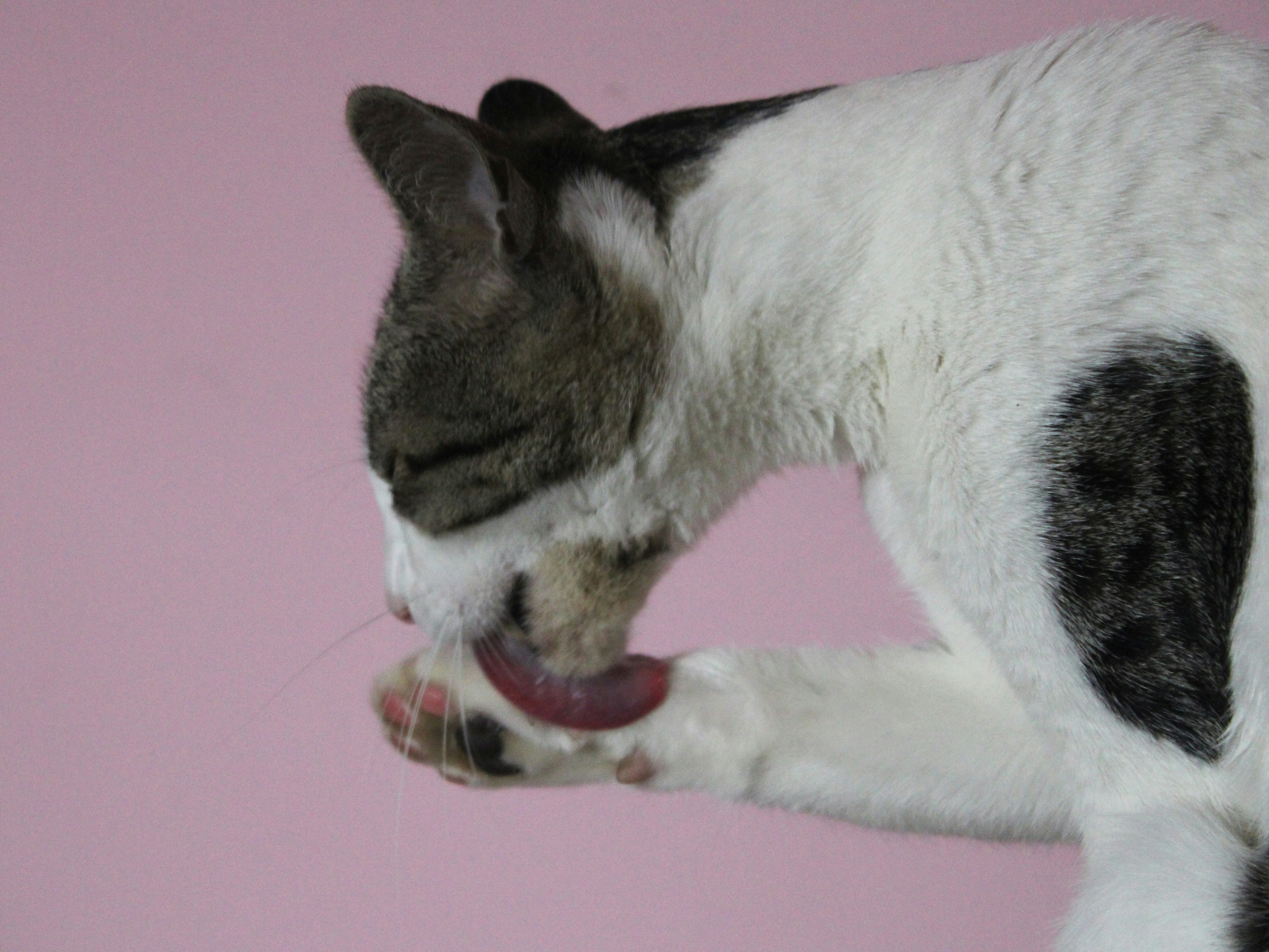 Licking cat