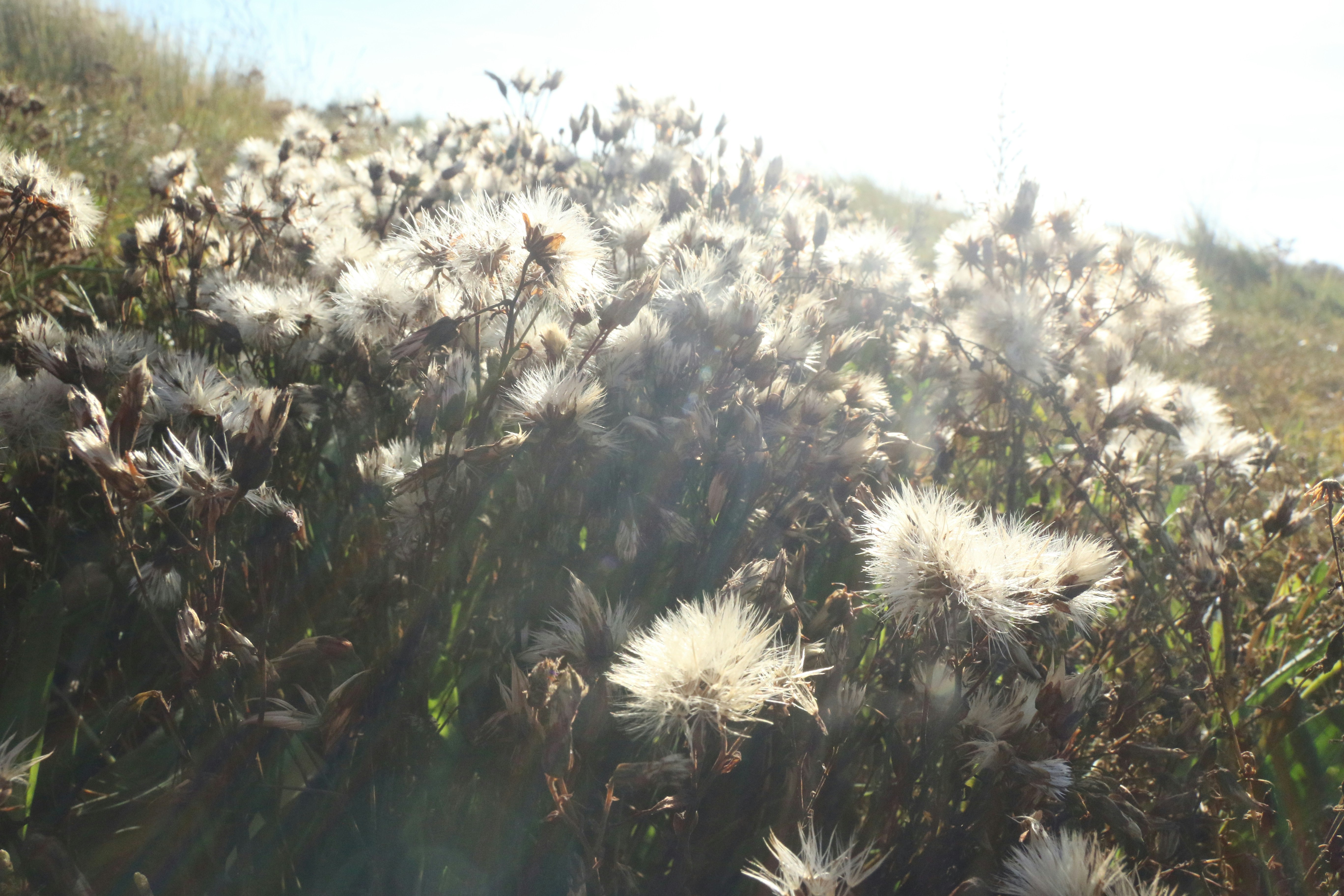 Fluffy seed heads of wild plants in sunlight