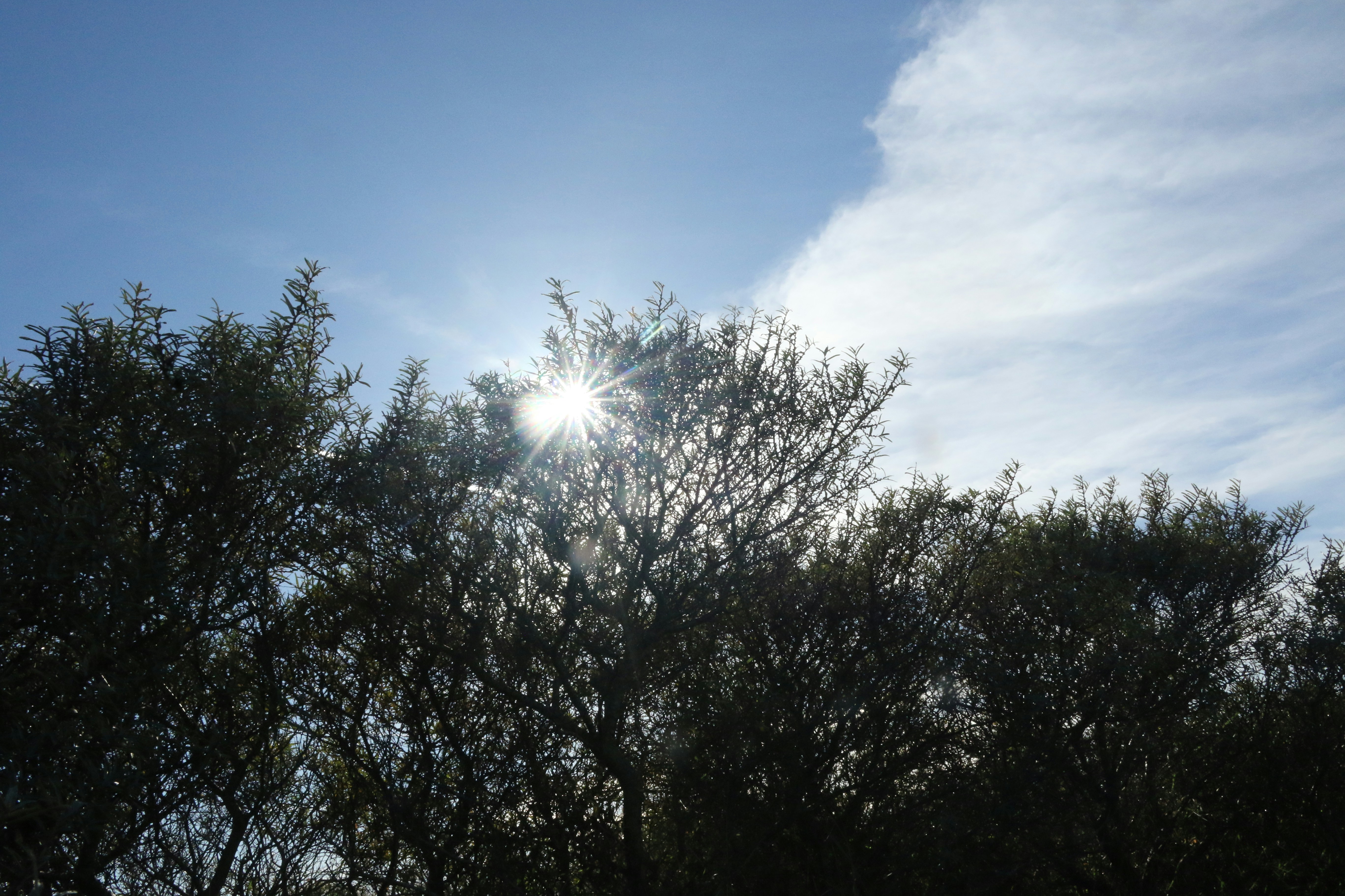 Sun shining through silhouetted trees against blue sky