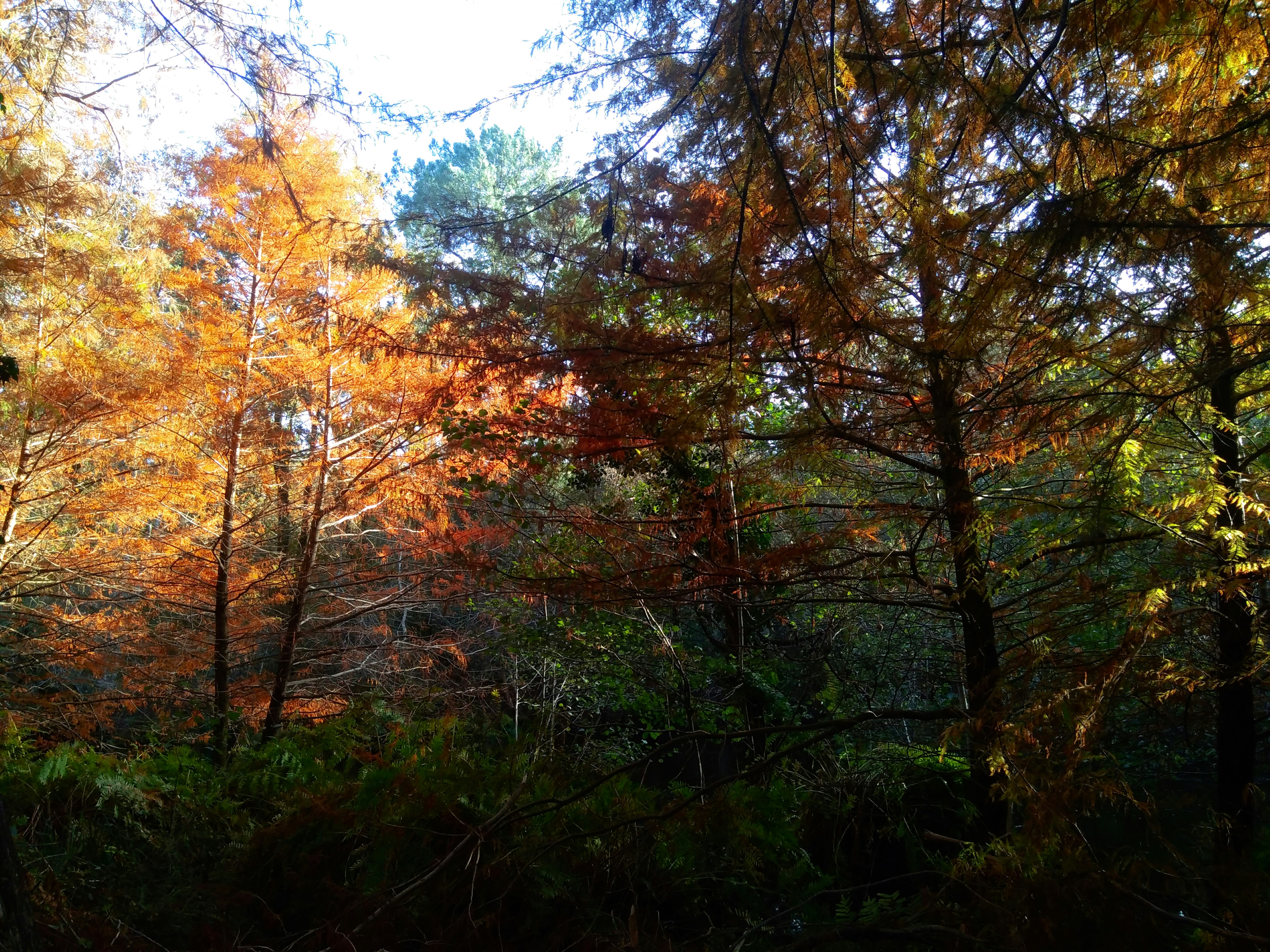 Autumn trees with vibrant orange and brown leaves.
