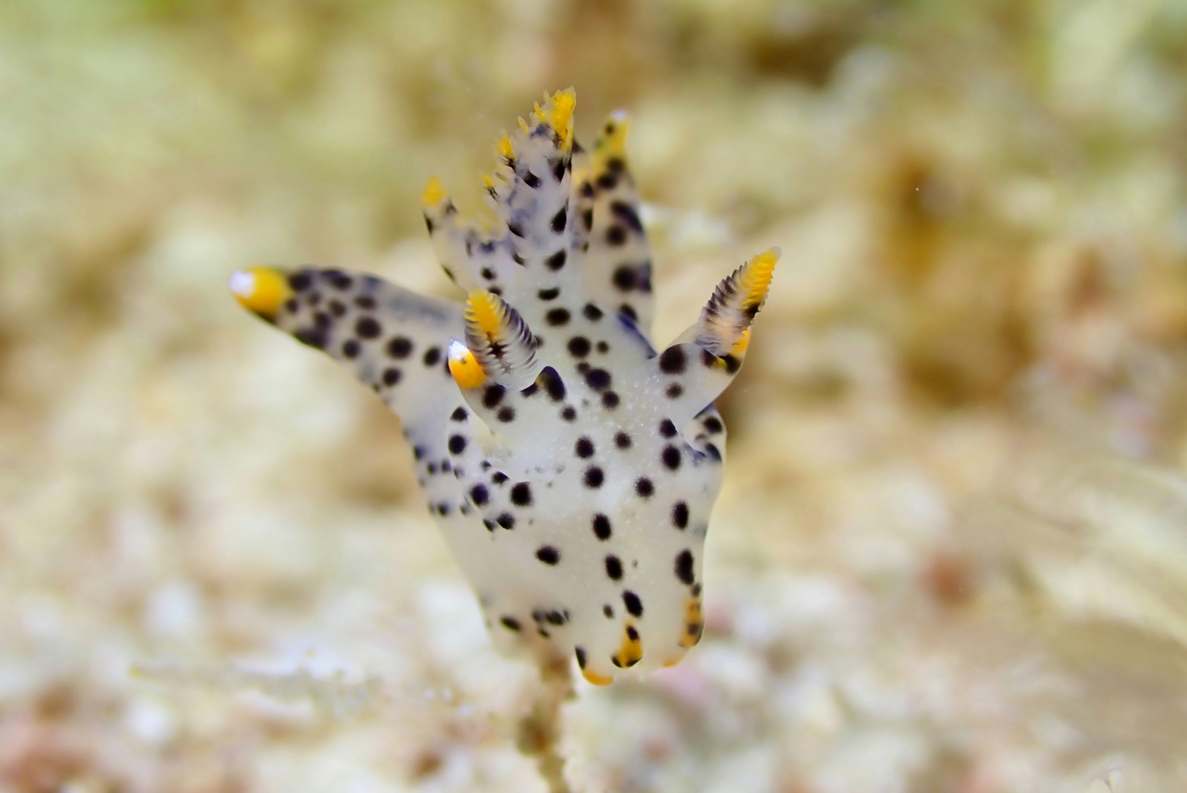 A white sea slug with black spots and yellow tips.