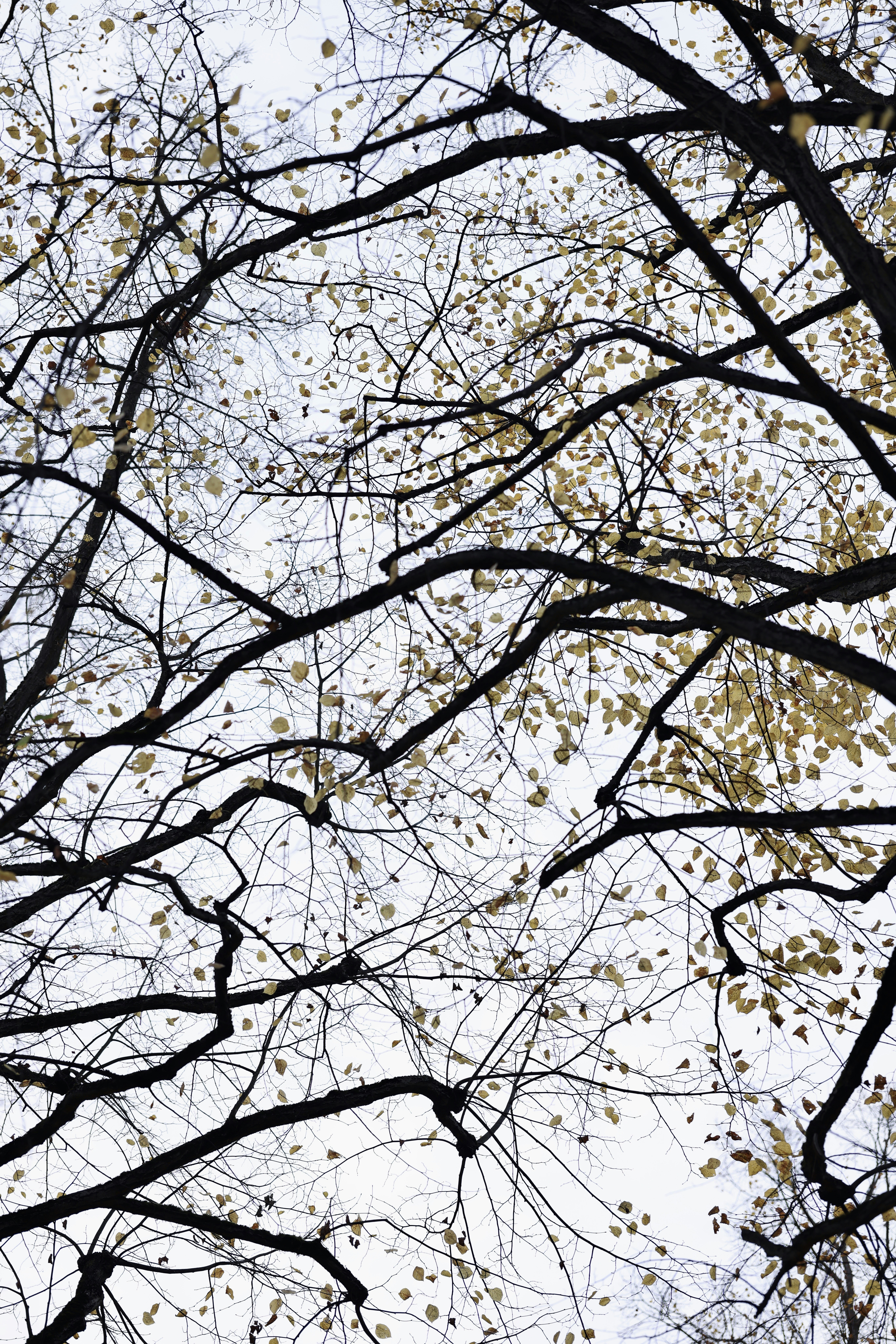 Photo by christinedomme