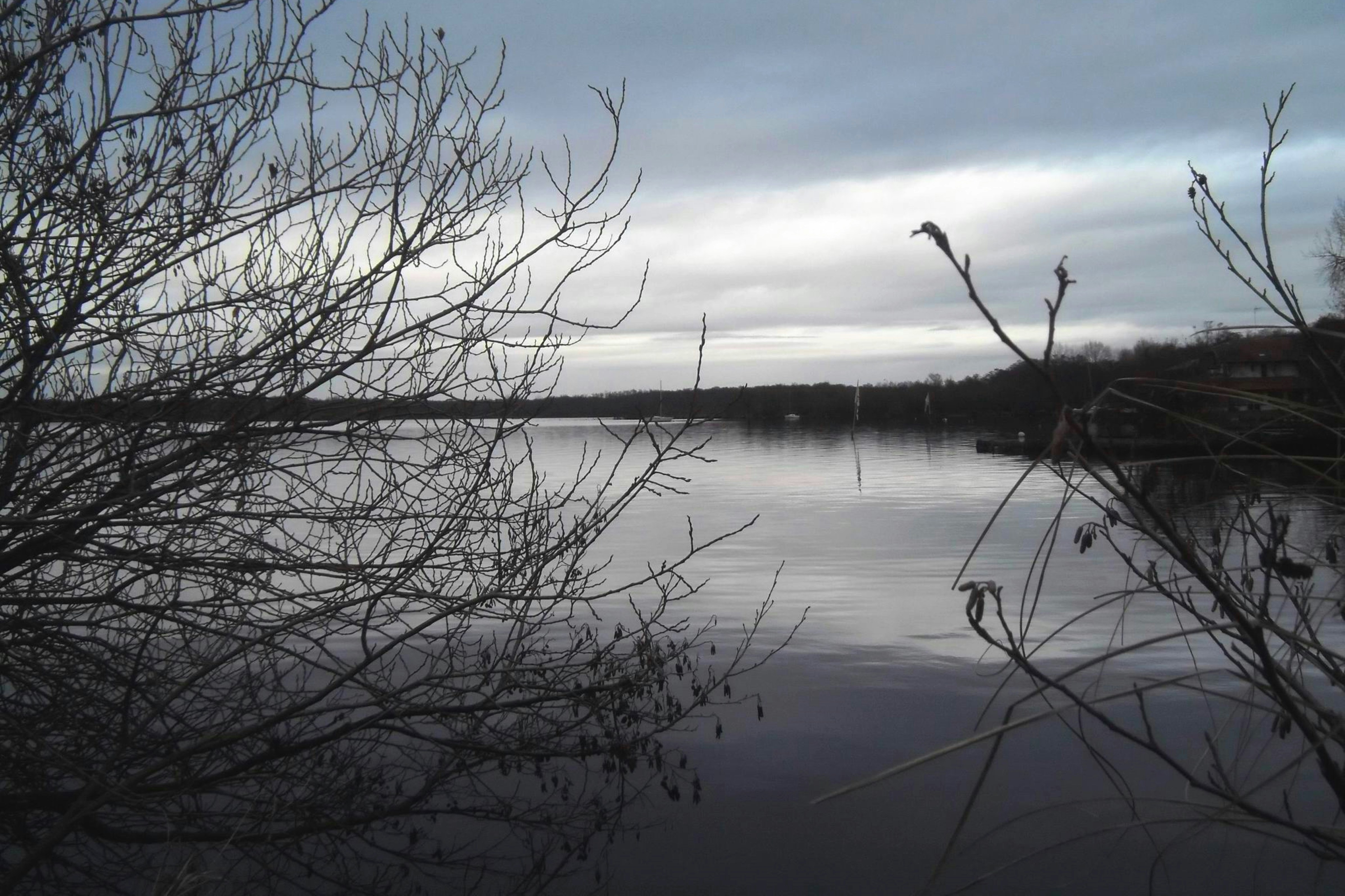 Bare trees reflected in a calm lake under cloudy sky