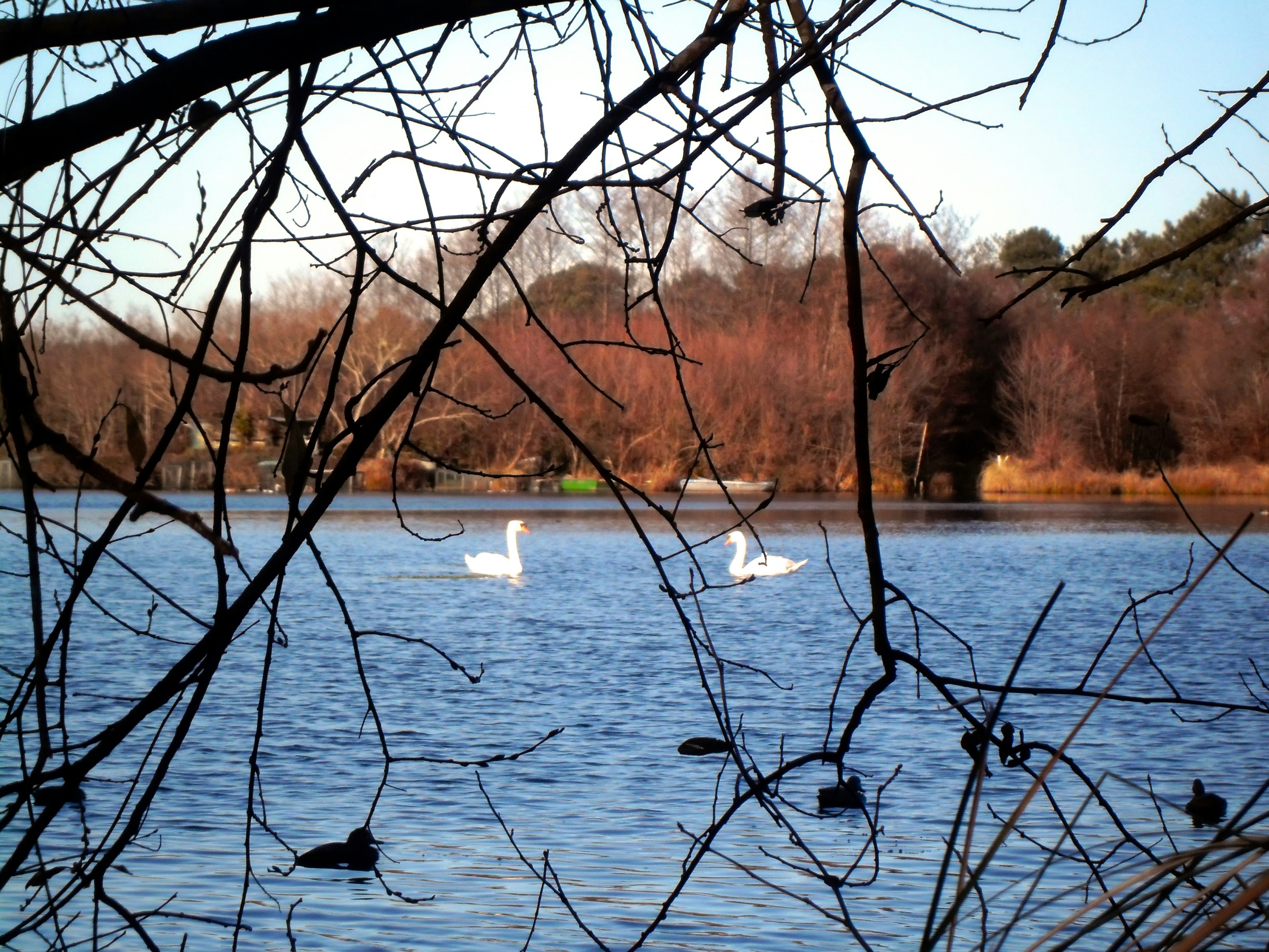 Two swans swim in a blue lake with ducks