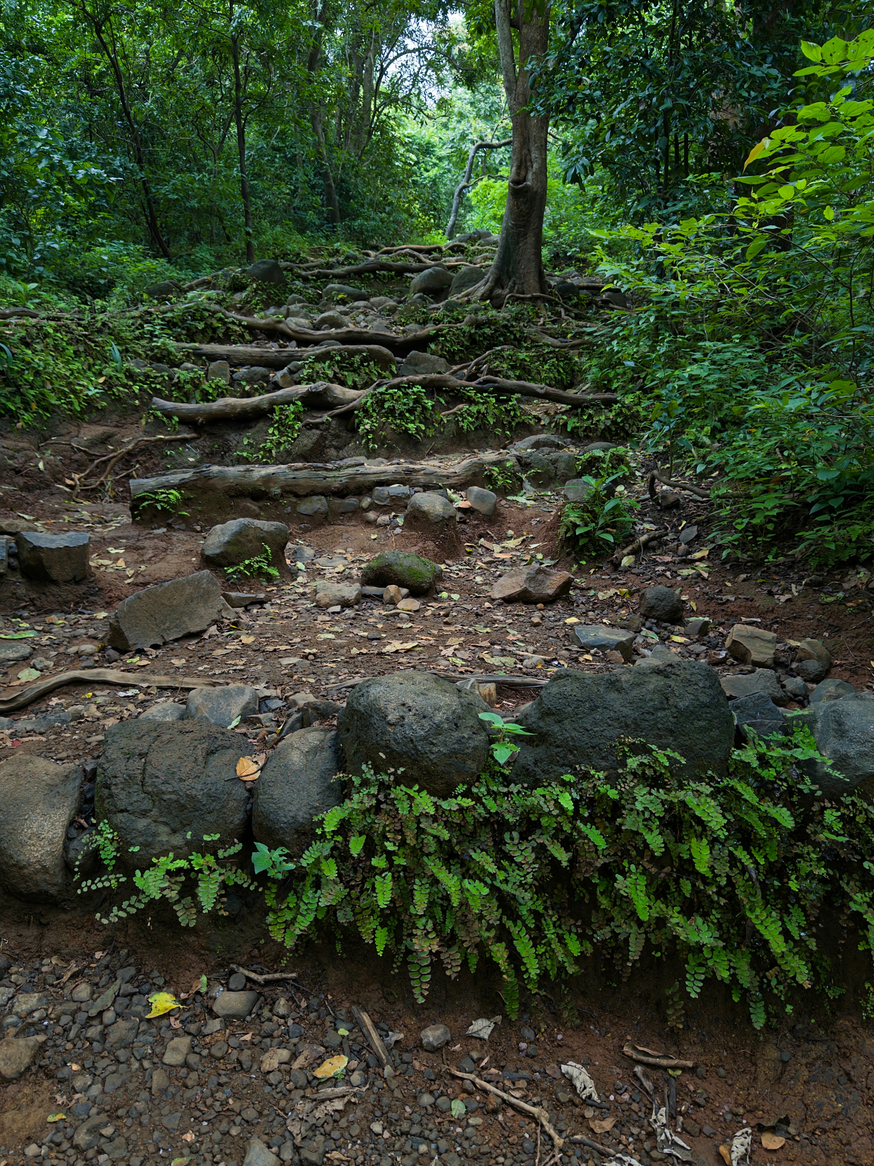 Stone steps covered in roots and greenery in a forest.
