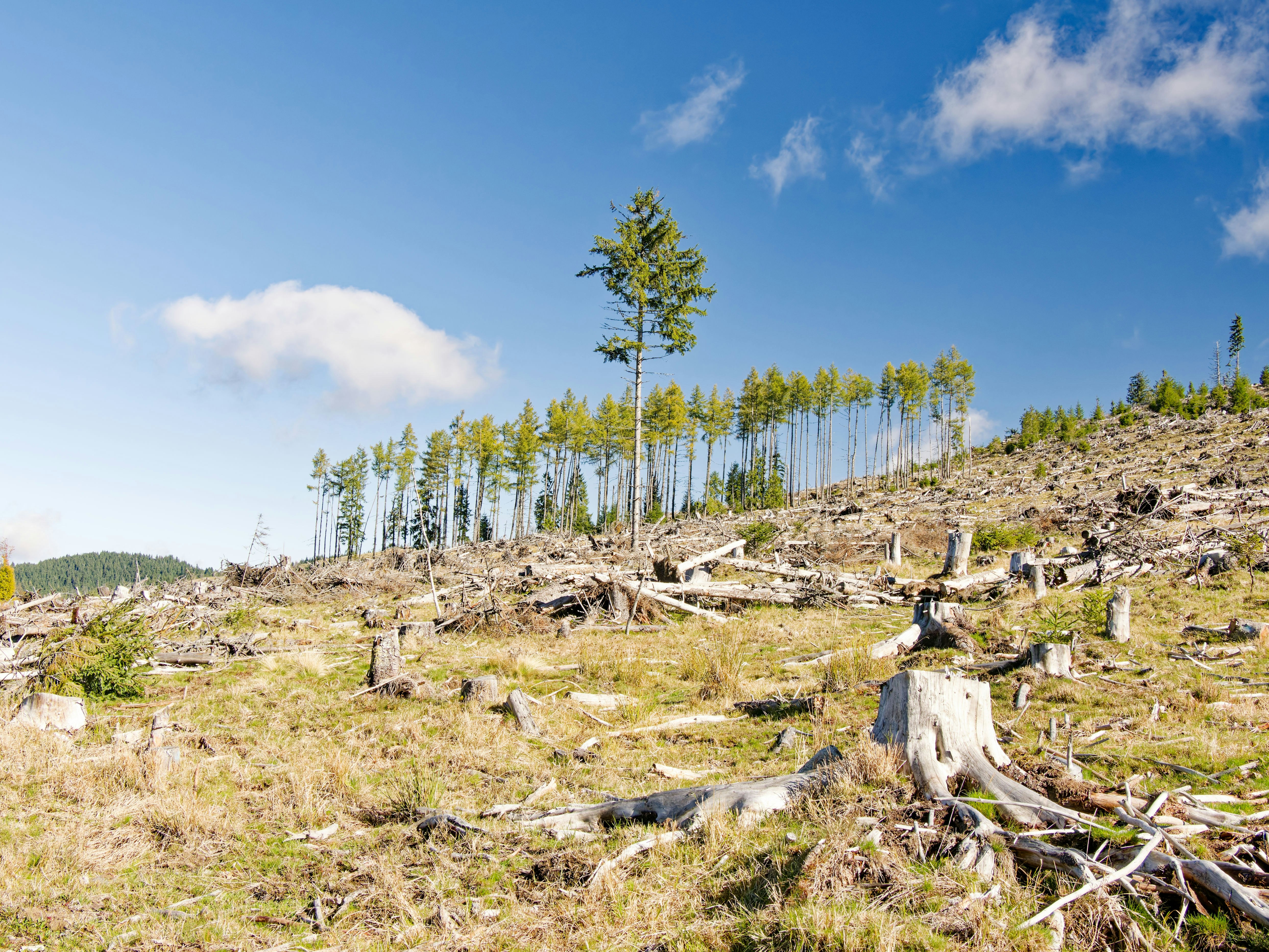 Deforested hillside with tree stumps and young trees