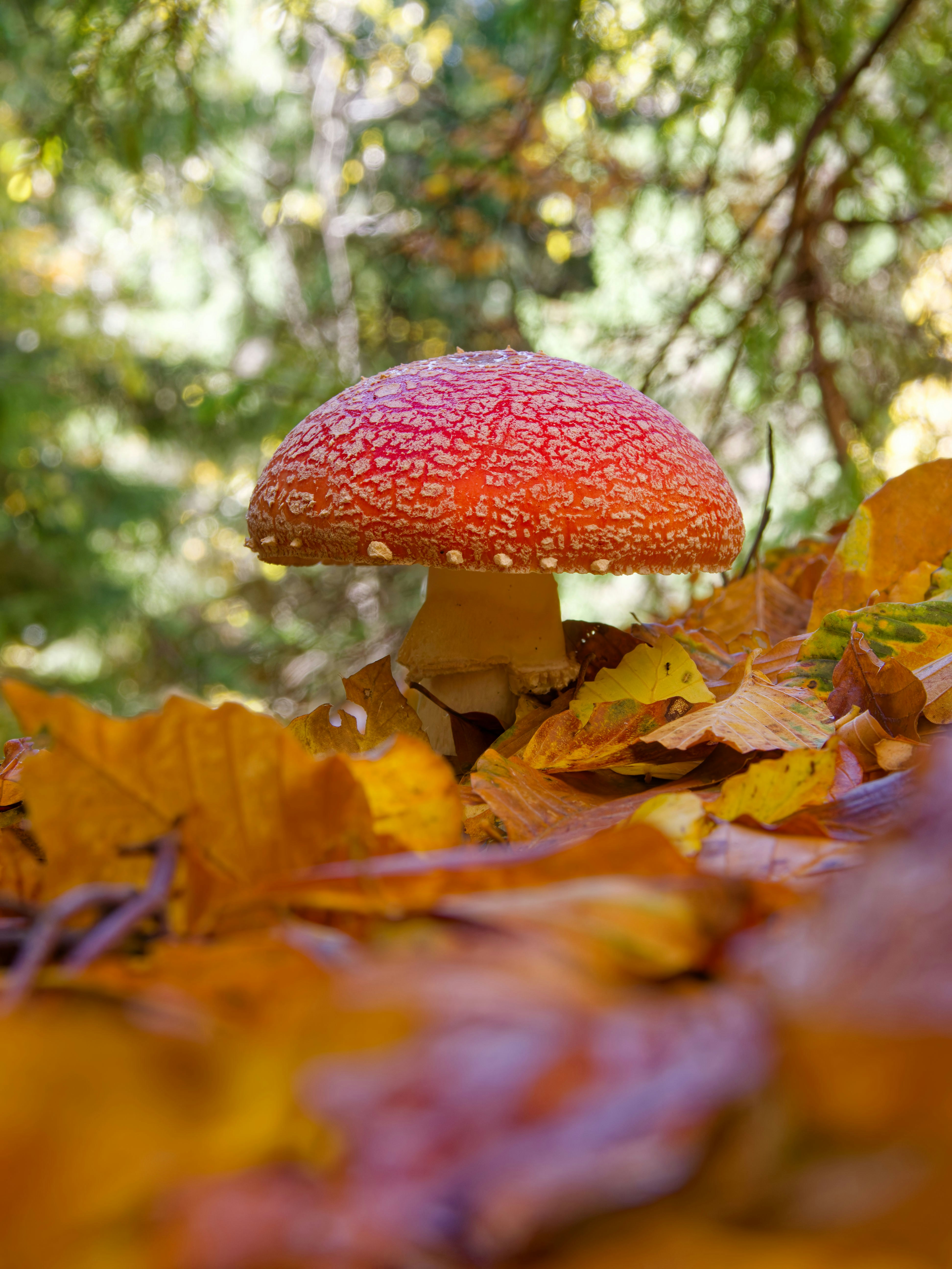 Photo by illes_cristi