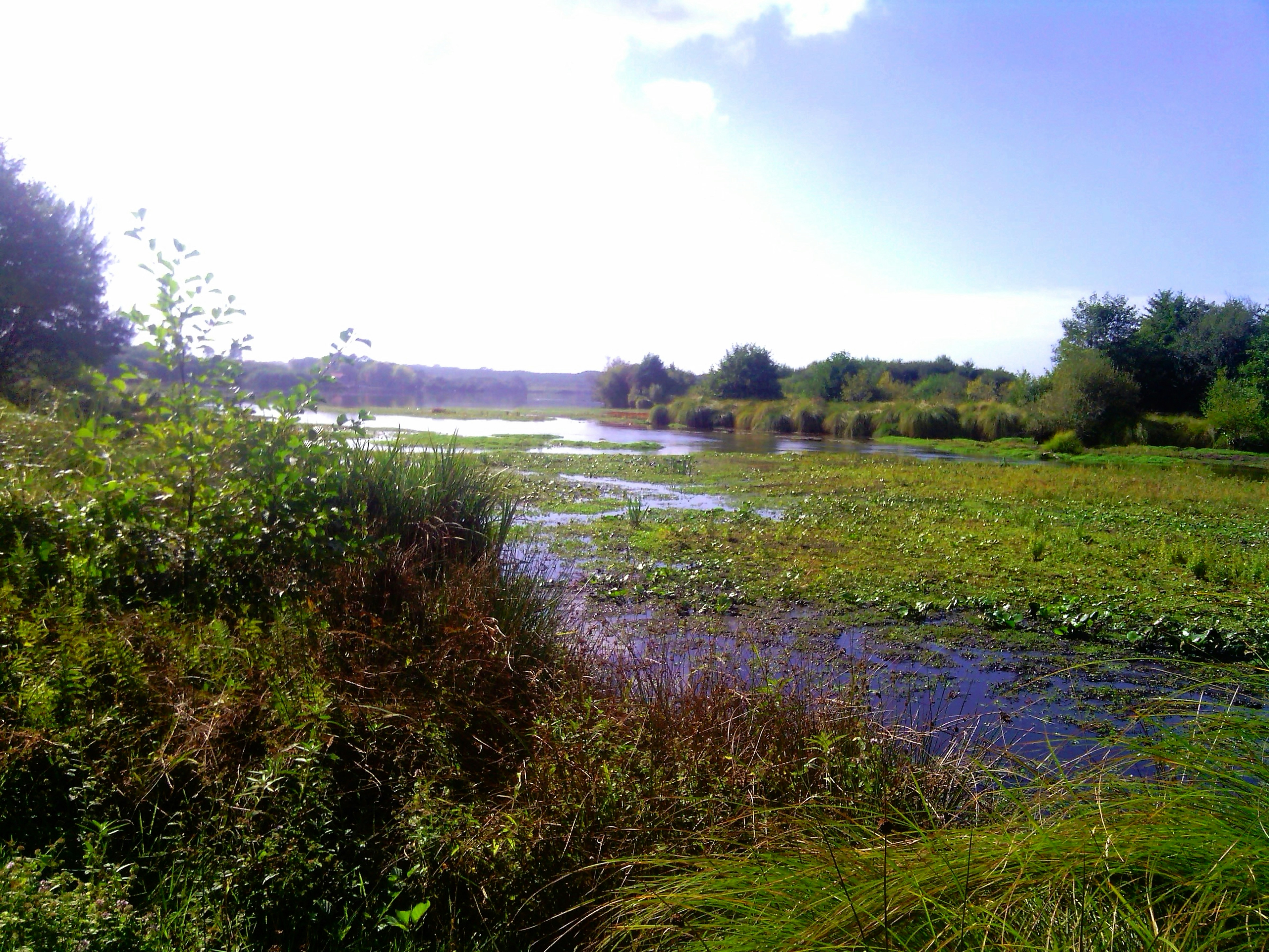 A sunny day over a lush, green marshland with water.