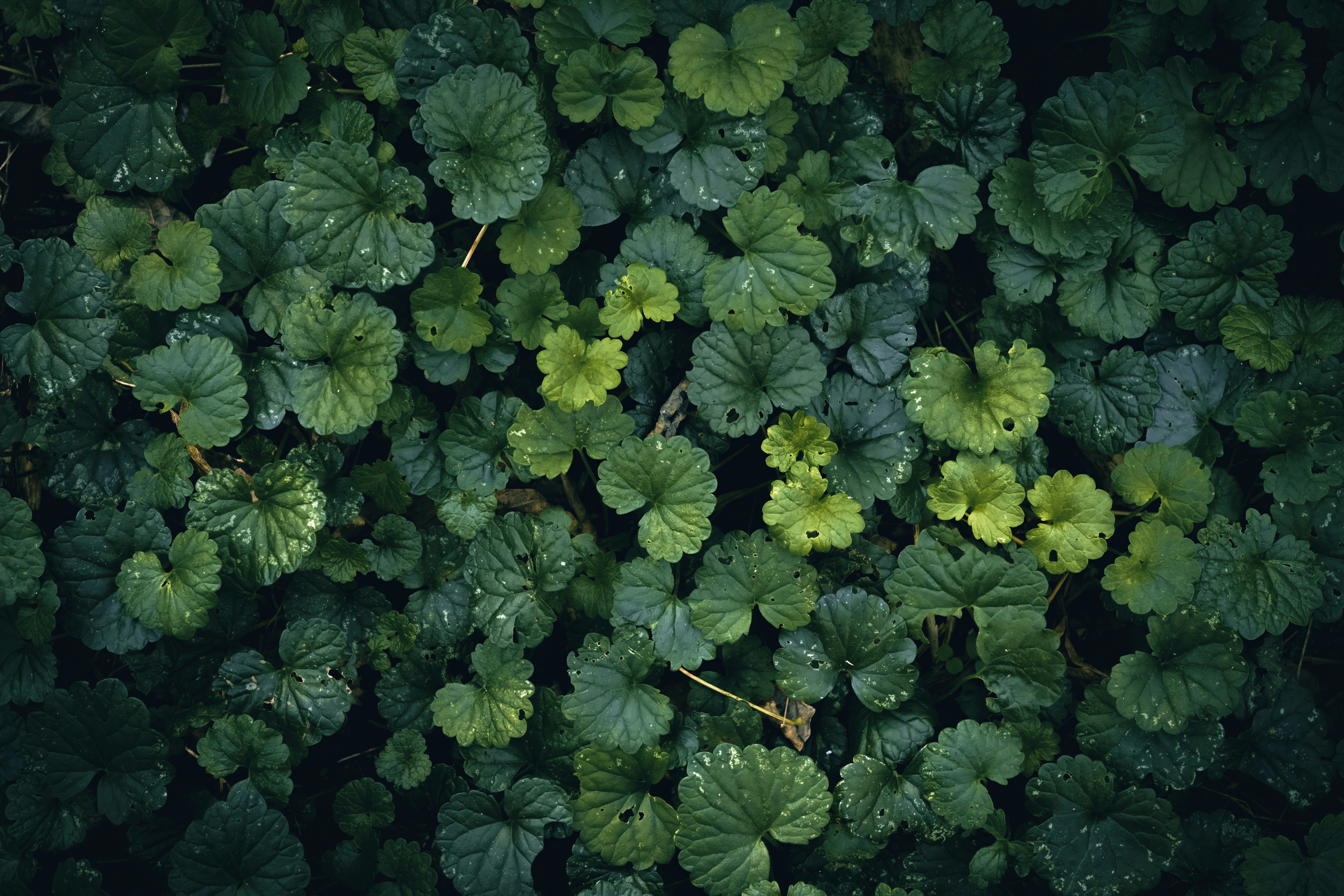 Lush green garden backdrop, ilustrasi artikel Enchanting Garden Wedding: Magical Ideas for Your Dream Day 7