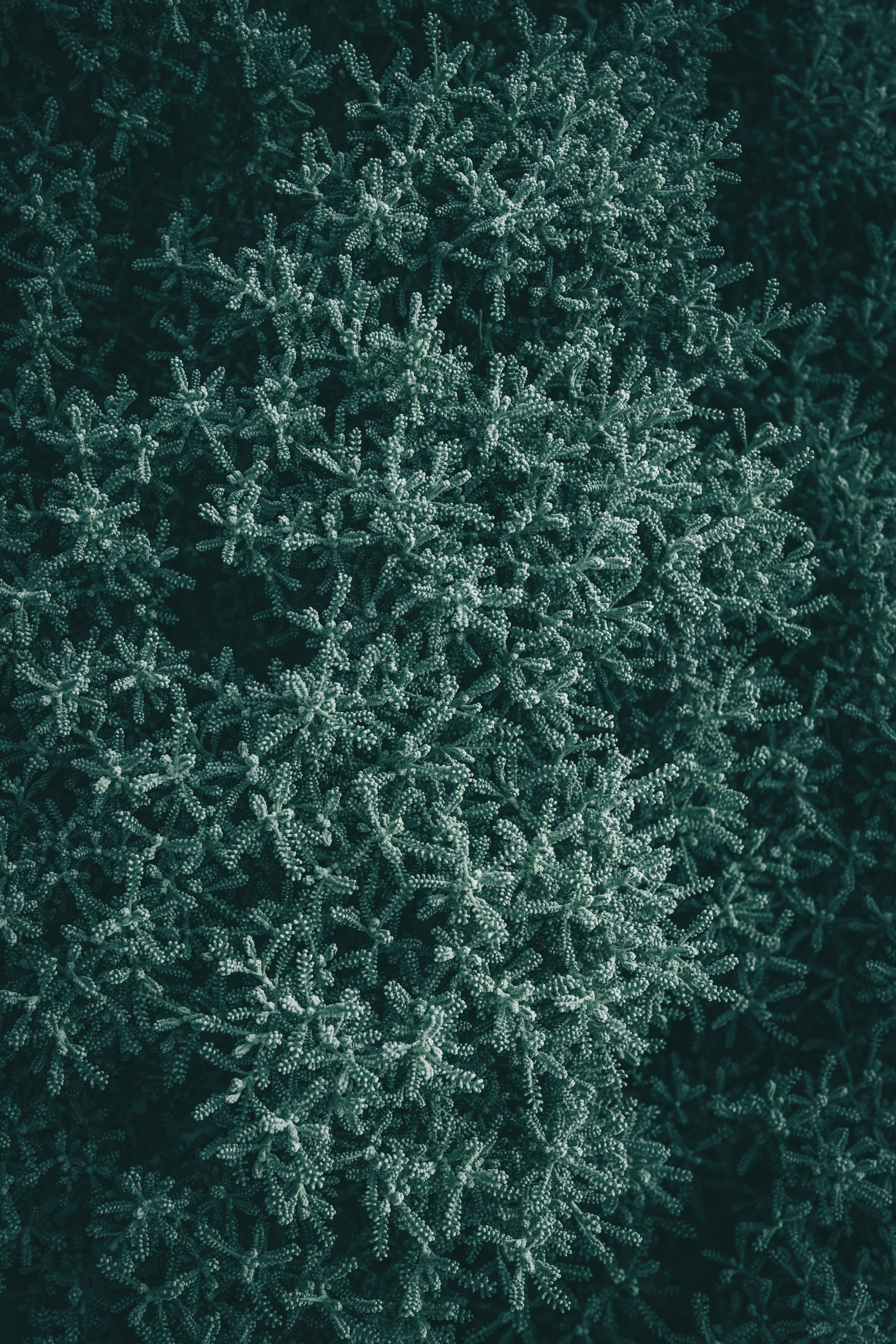 minimalist cotton texture, wallpaper, Dress Classy with Cotton: Style Guide 3
