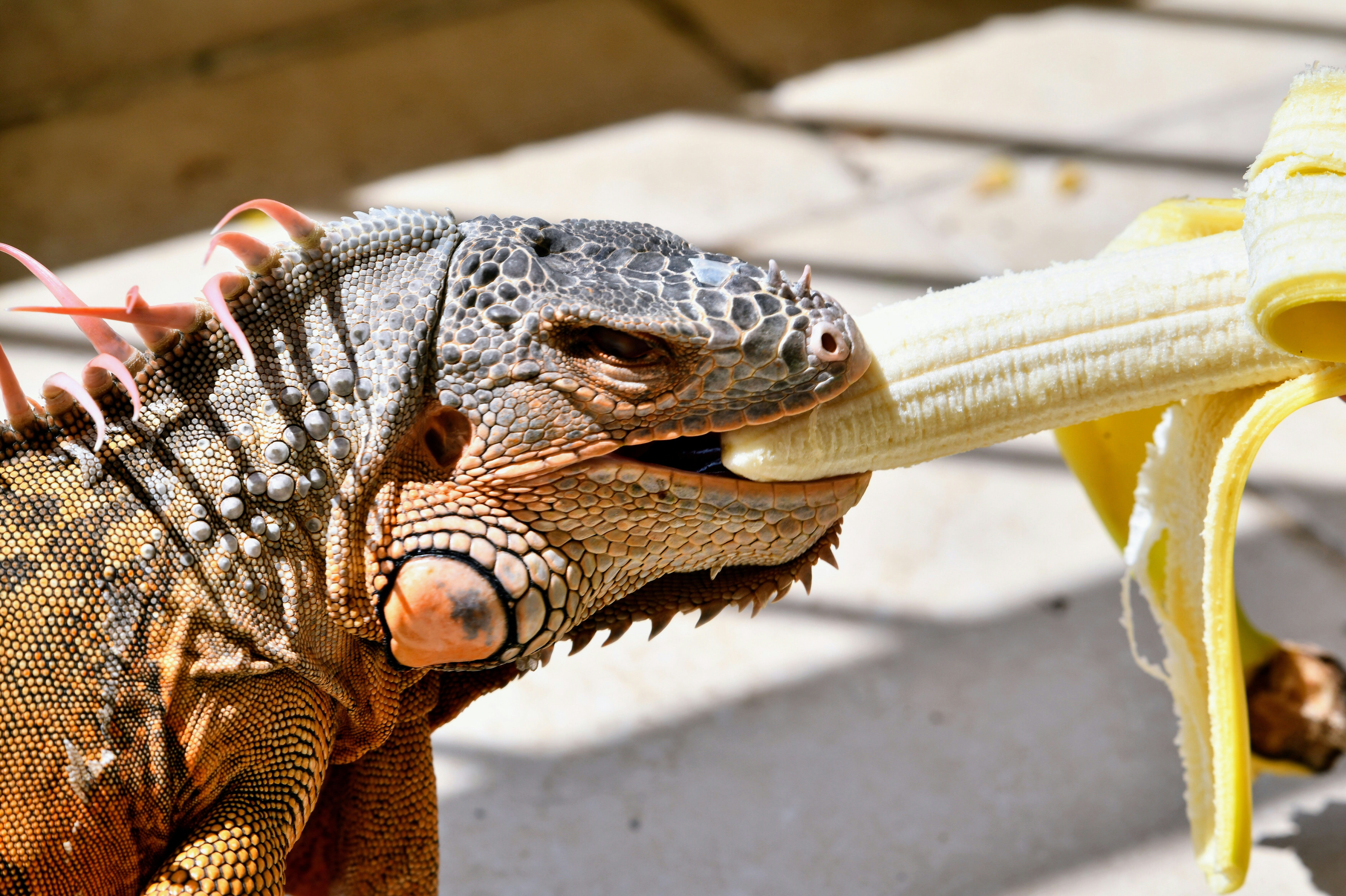 Practical Takeaways: A Structured 7-Day Training Framework