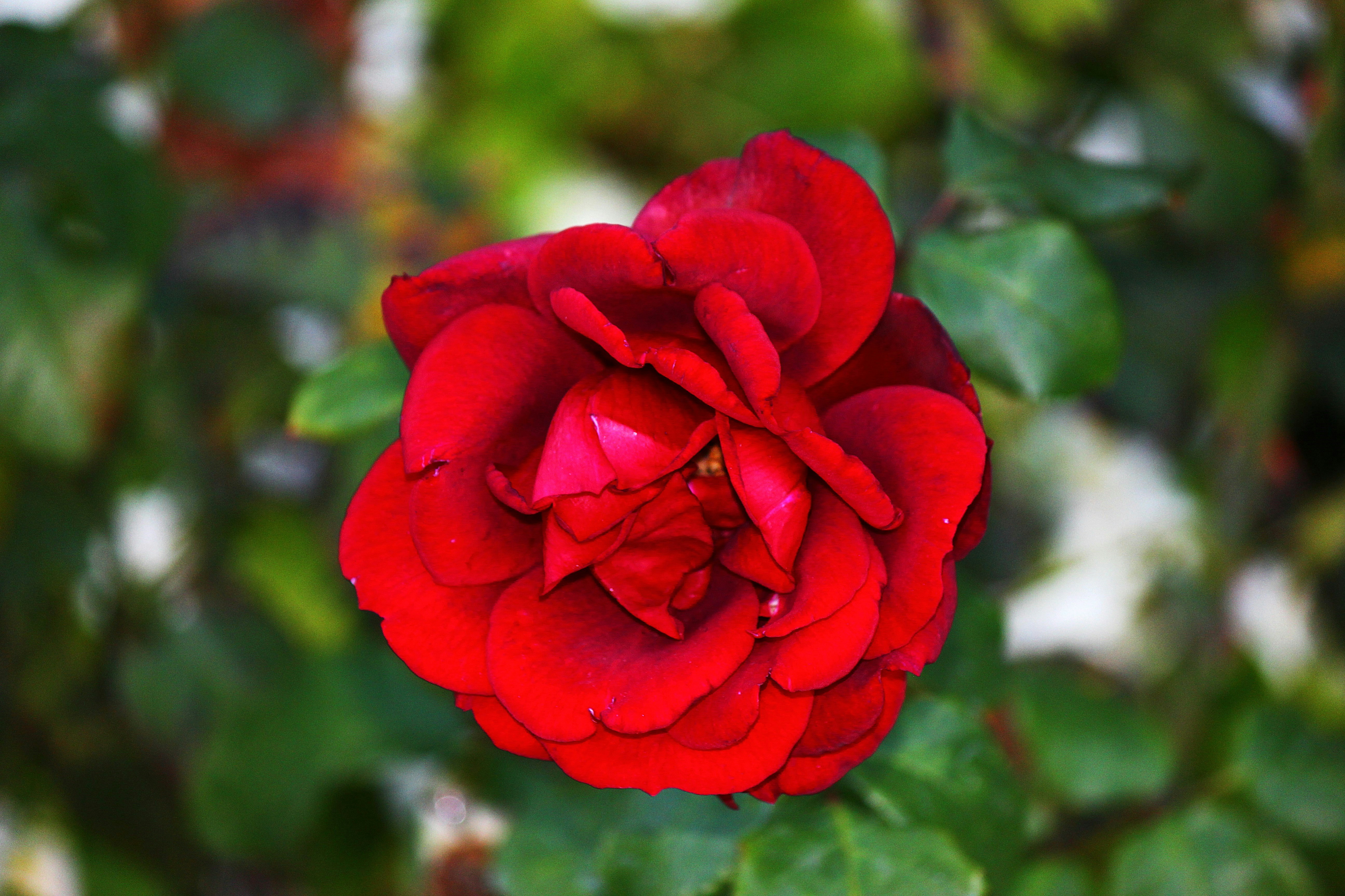 Photo by cengizozarpat