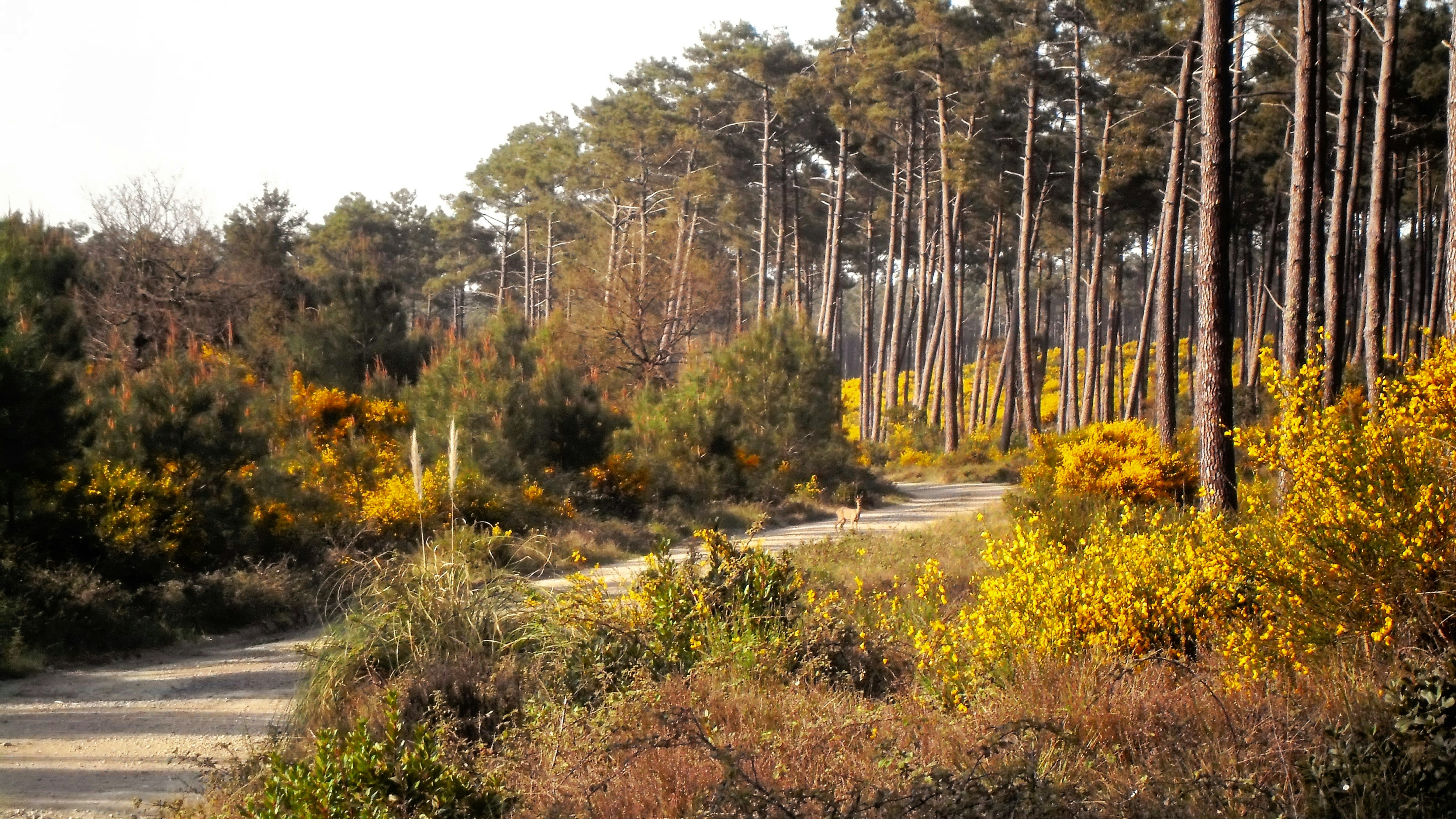 A dirt path winds through a forest with autumn foliage.