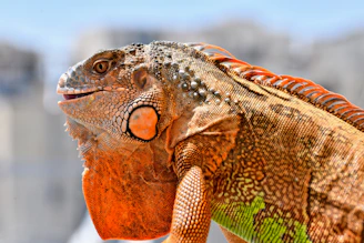 Close-up of a colorful iguana with orange and green scales.