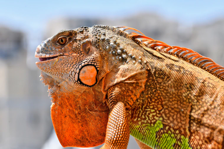 Close-up of a colorful iguana with orange and green scales.