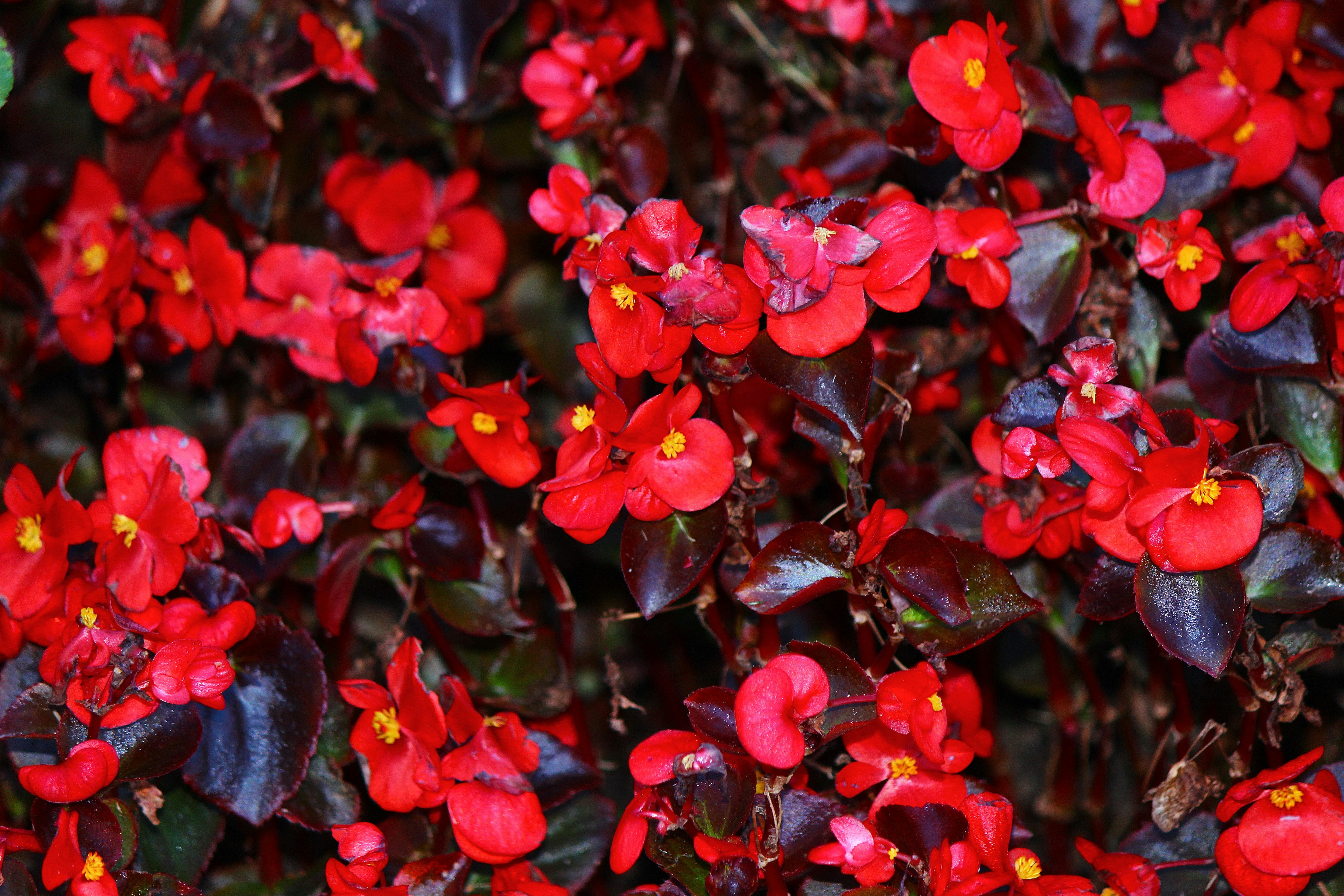 Photo by cengizozarpat