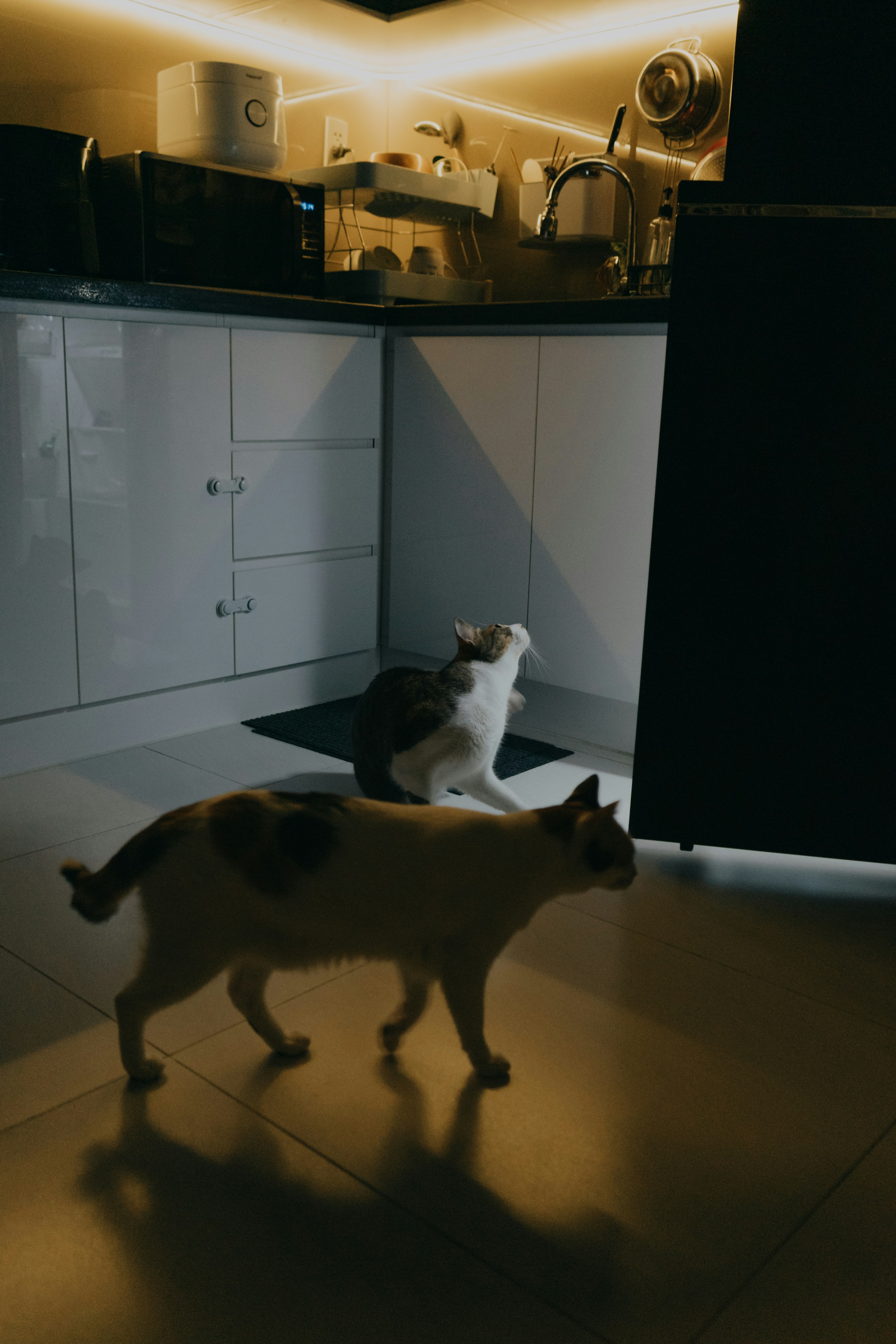 Two cats walking in a dimly lit kitchen.