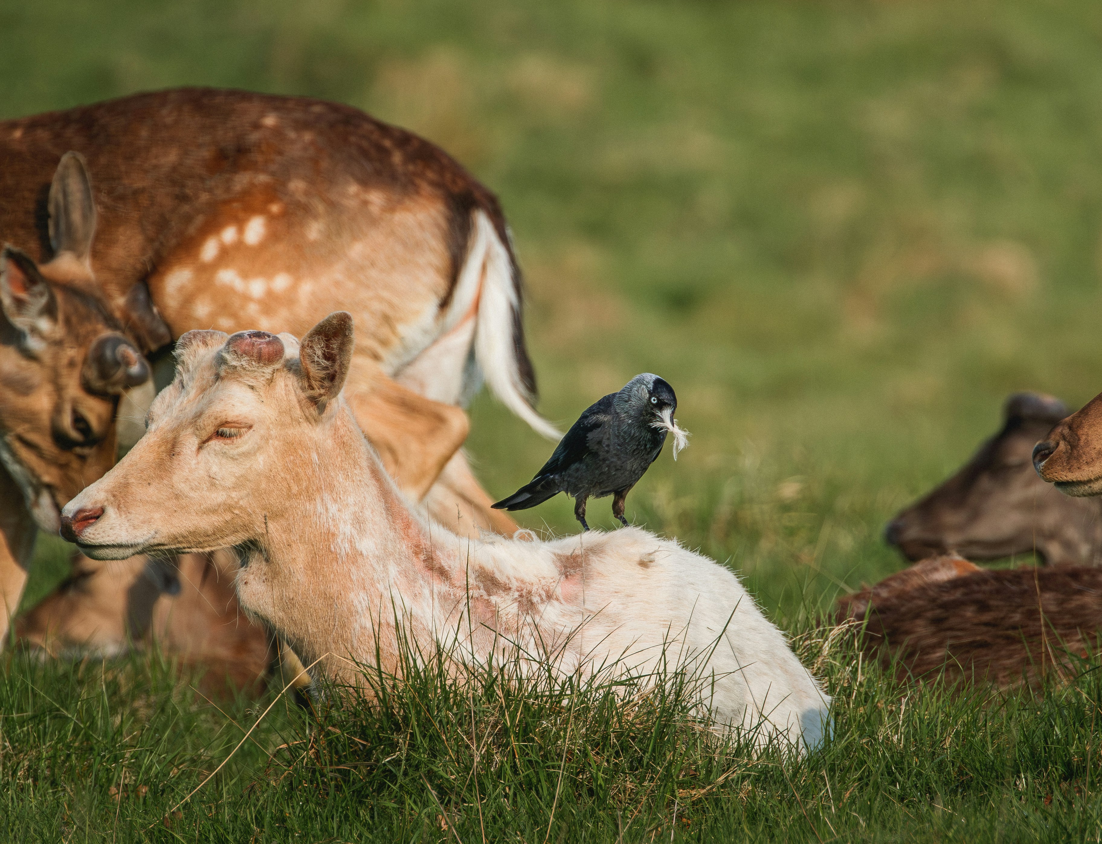 A jackdaw perches on a deer in a grassy field.