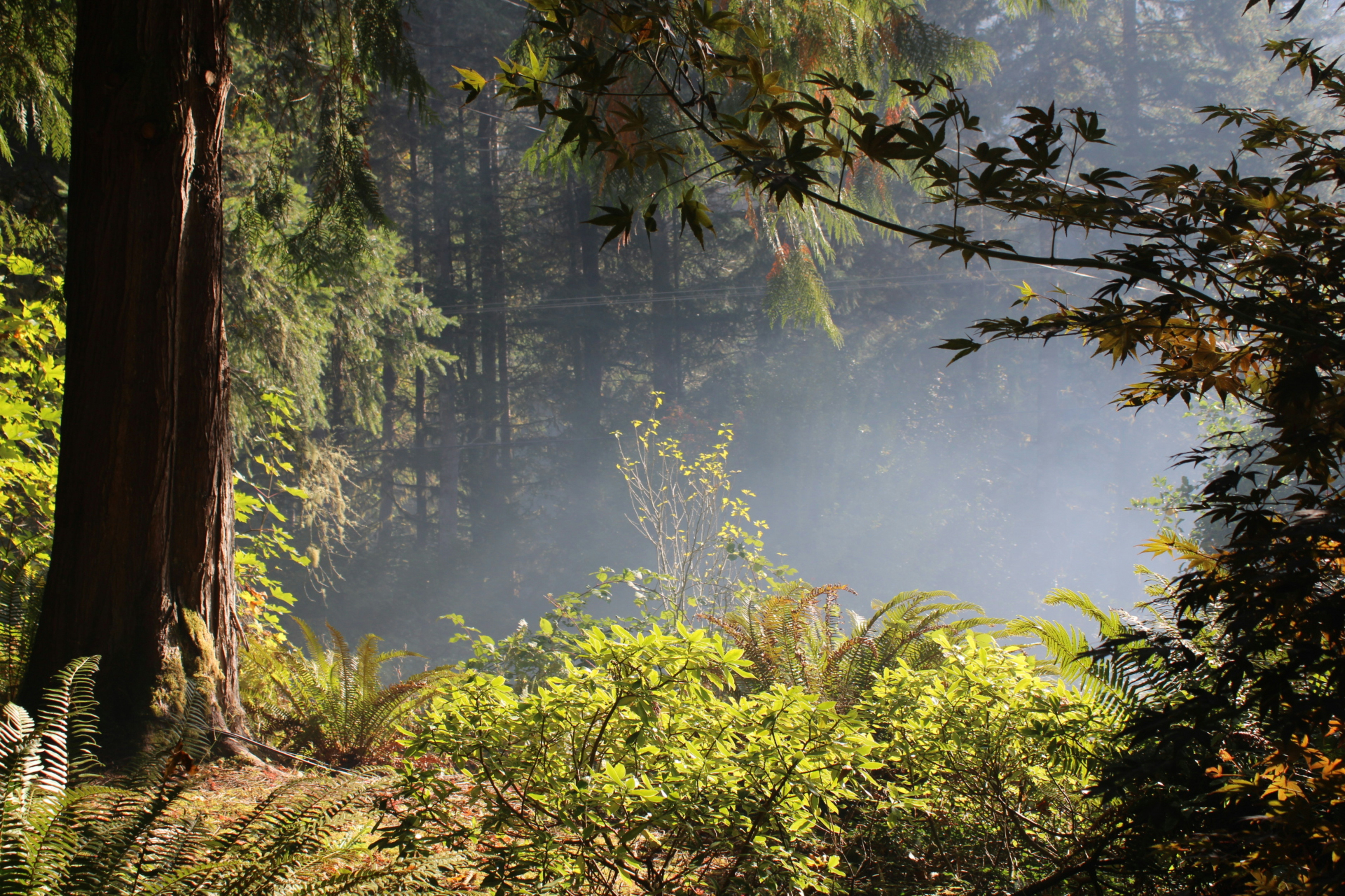 How Fog Drip Sustains the Entire Redwood Forest Ecosystem - coastal redwood trees drip water
