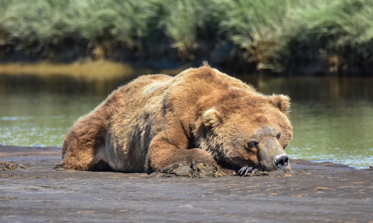 South Fork of the Boise River
